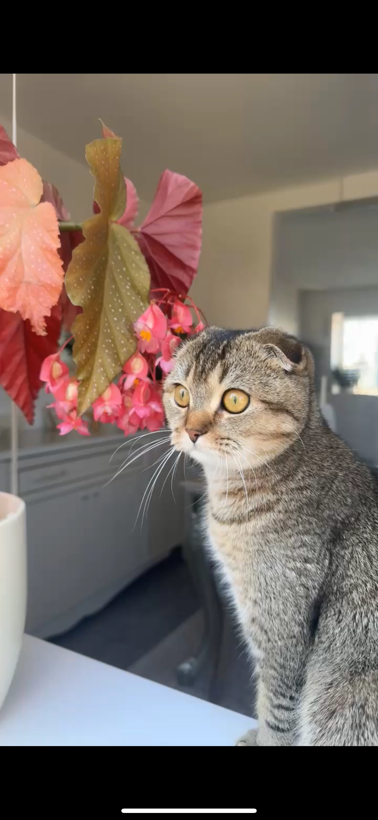 Mila - Drakes Way, Swindon