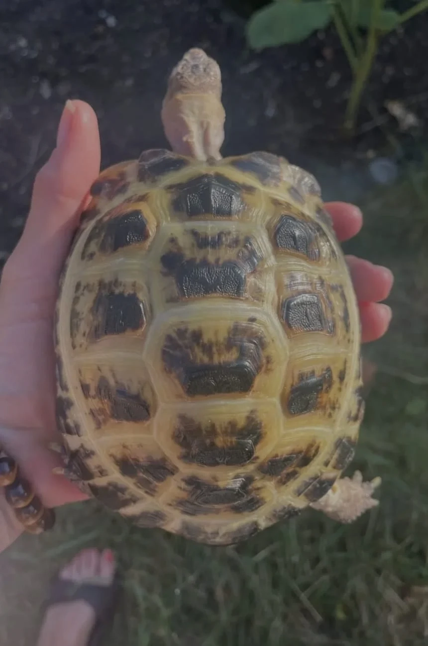 Ziggy - Western Road, Milton Keynes