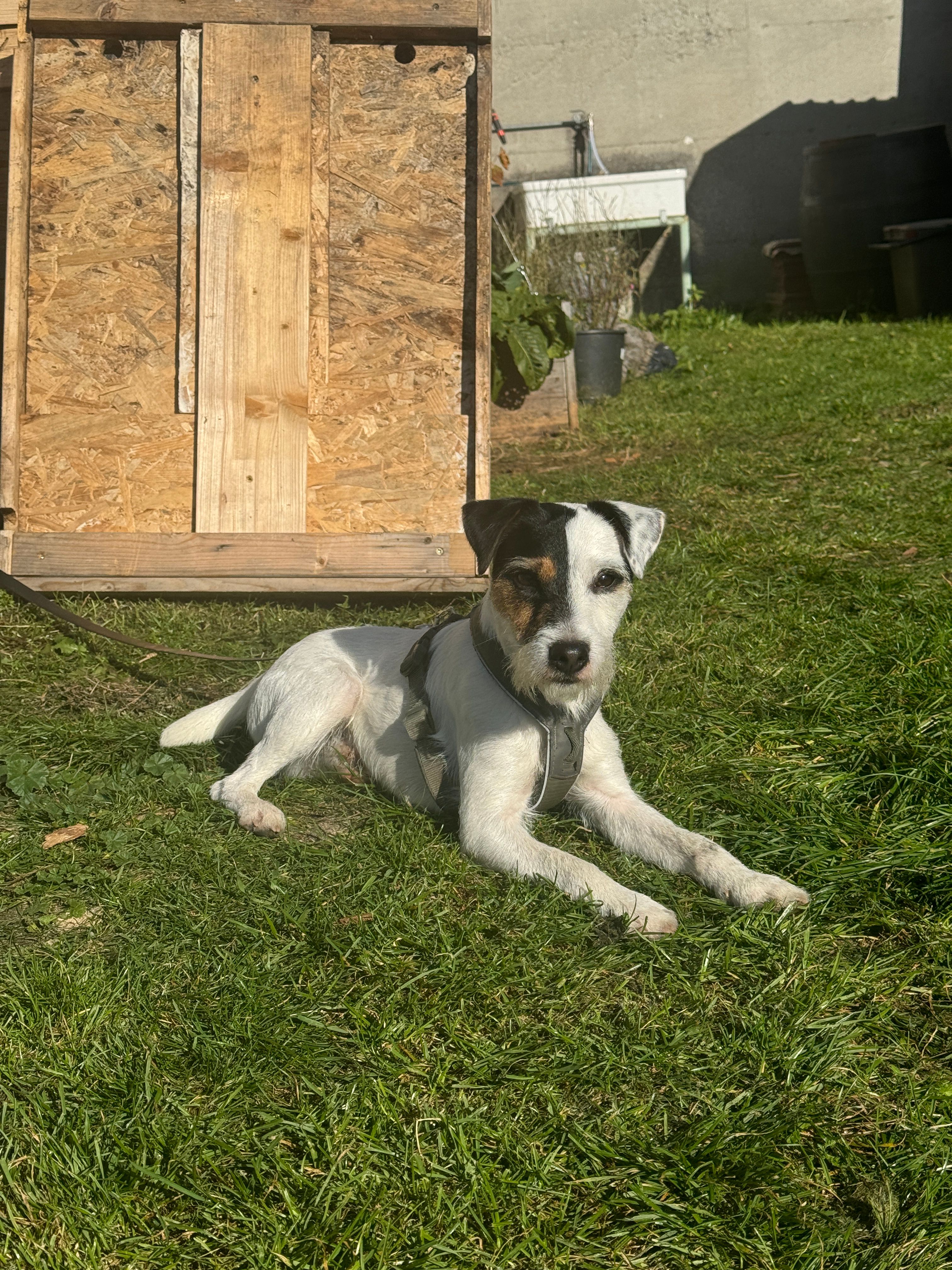 Jiggy  - Ramsaustraße, Faistenau