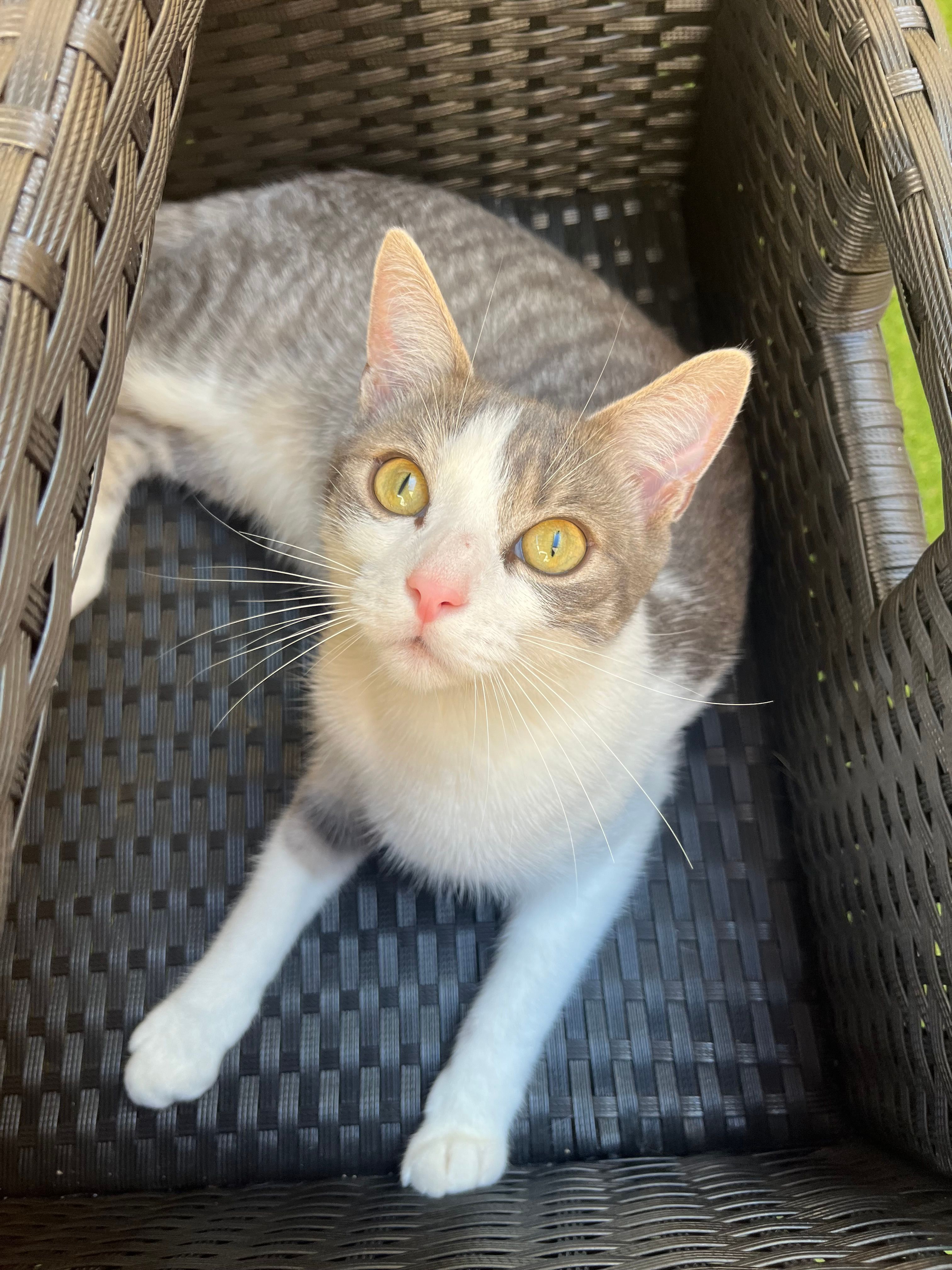 Floki - Chemin Des Gascards, Gensac-la-Pallue