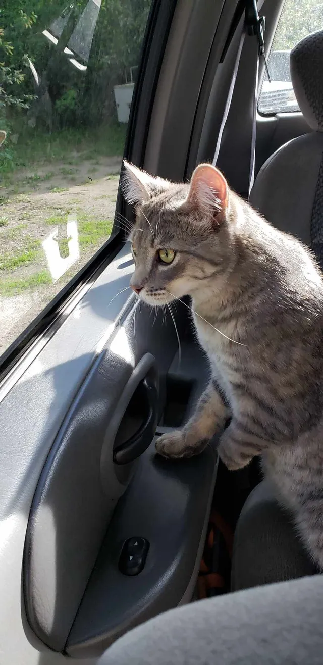 STUMPY - 7725 W Buckskin Rd, Pocatello