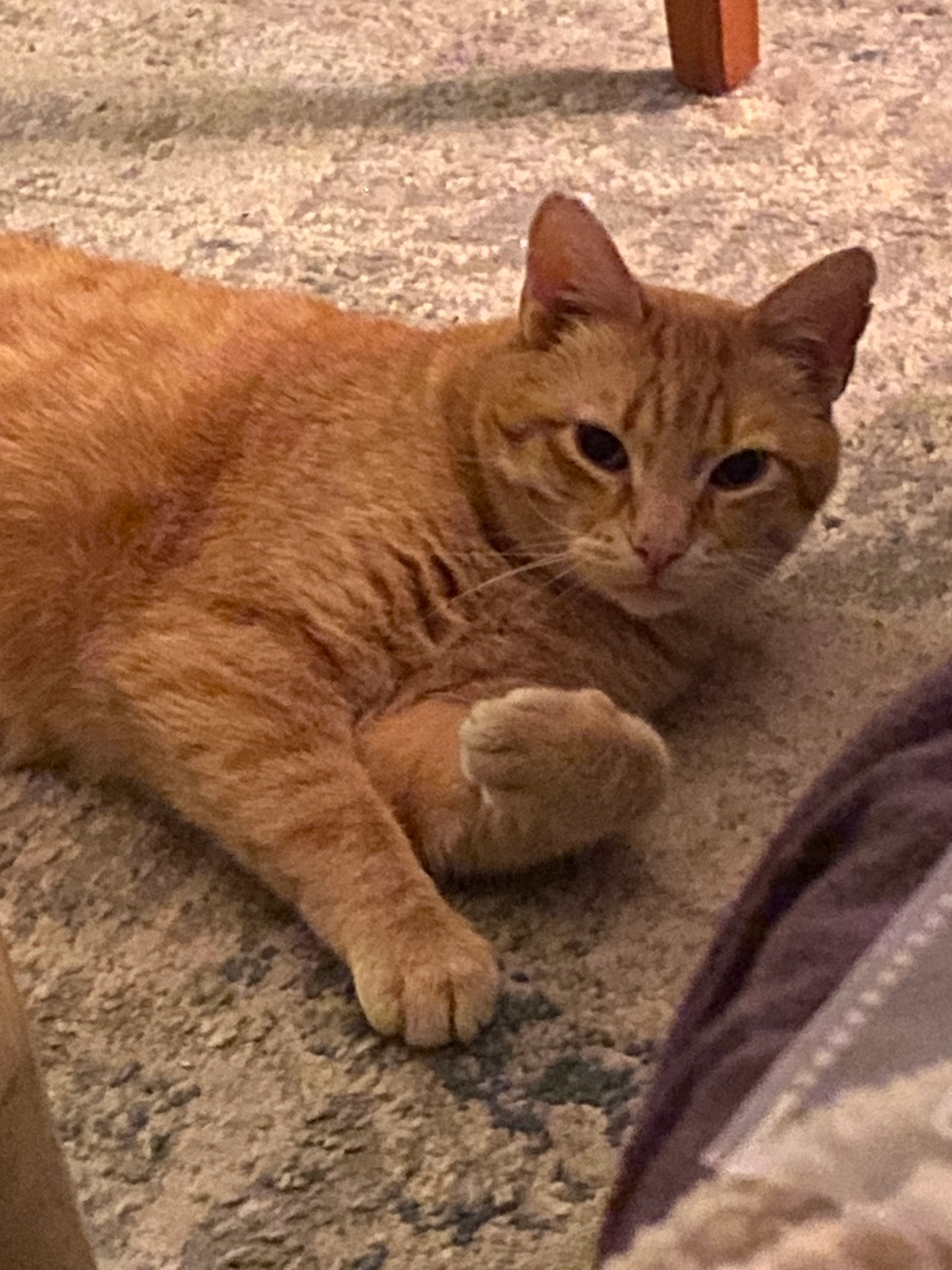 Lord Nelson - Norderfeldweg 3, Krumstedt