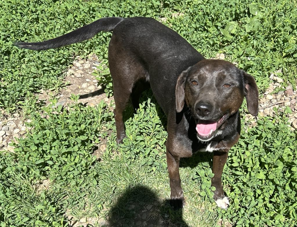 Peony - Barlee Crescent, Uxbridge