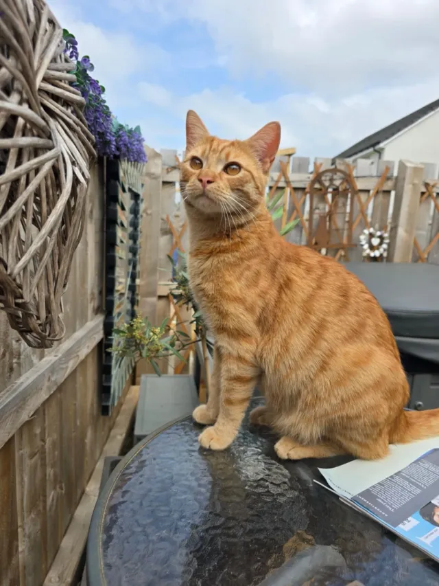 Ginger - Cathcart Court , East Calder