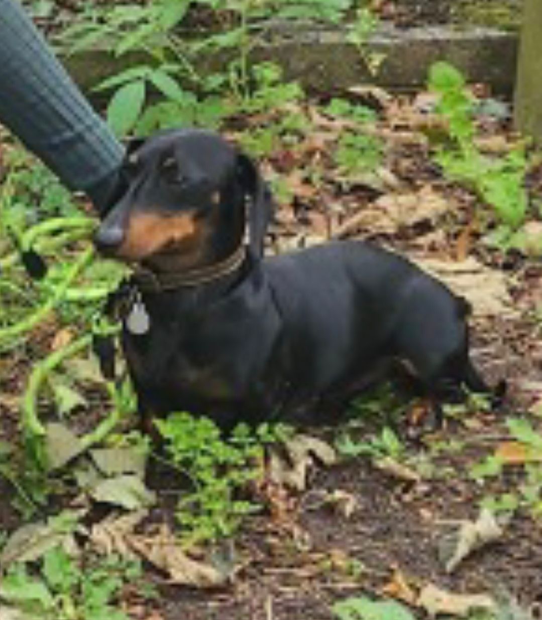 Floki - Steyning Avenue, Southend-on-Sea