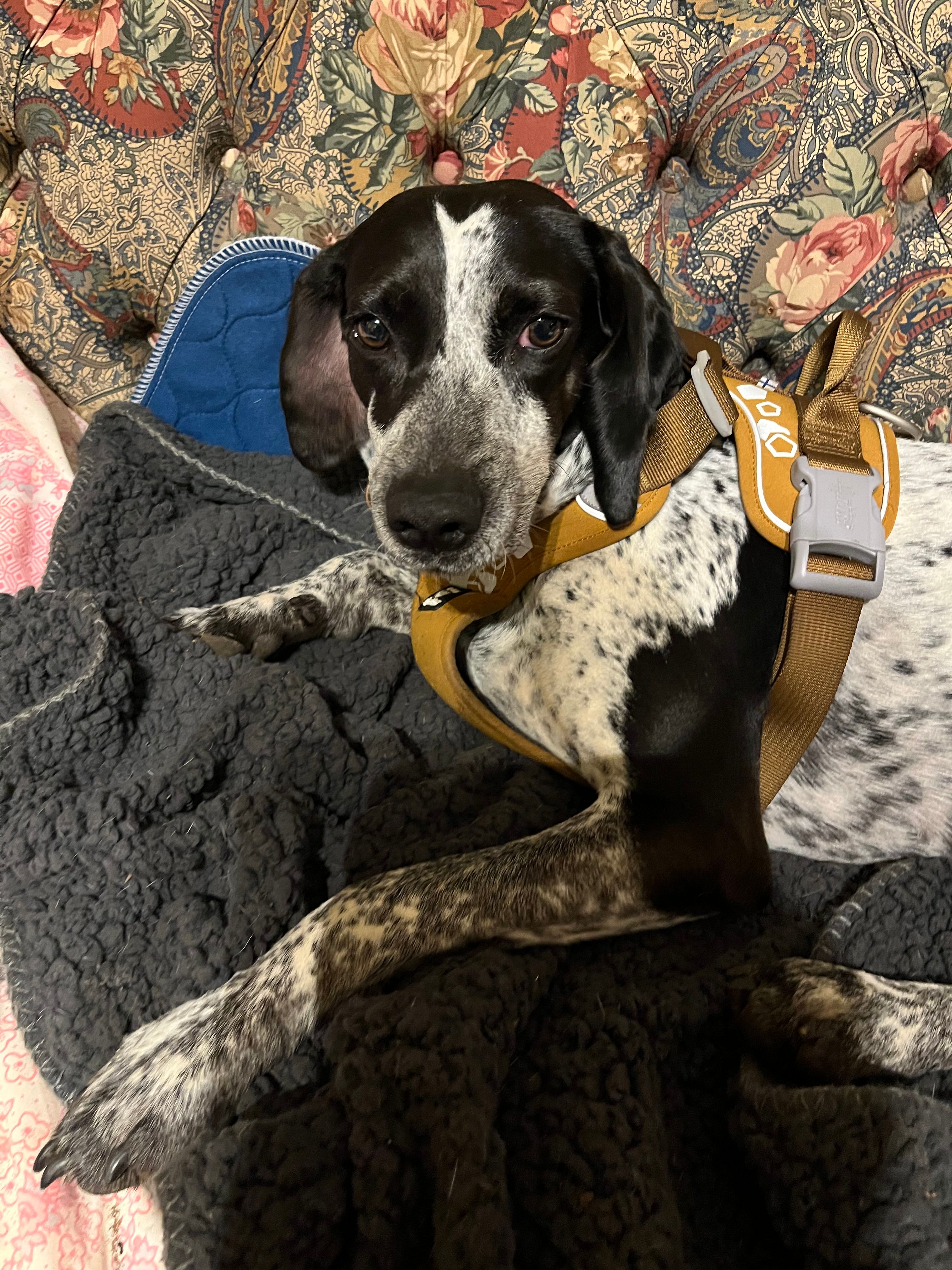 Lonzy - Top Road, Oakham