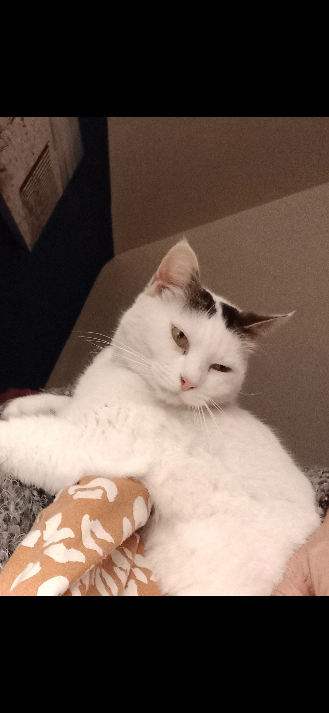 cookie - Rue Bobe de Moyneuse, Guingamp