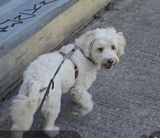 BALIM - Badstraße 20, Berlin