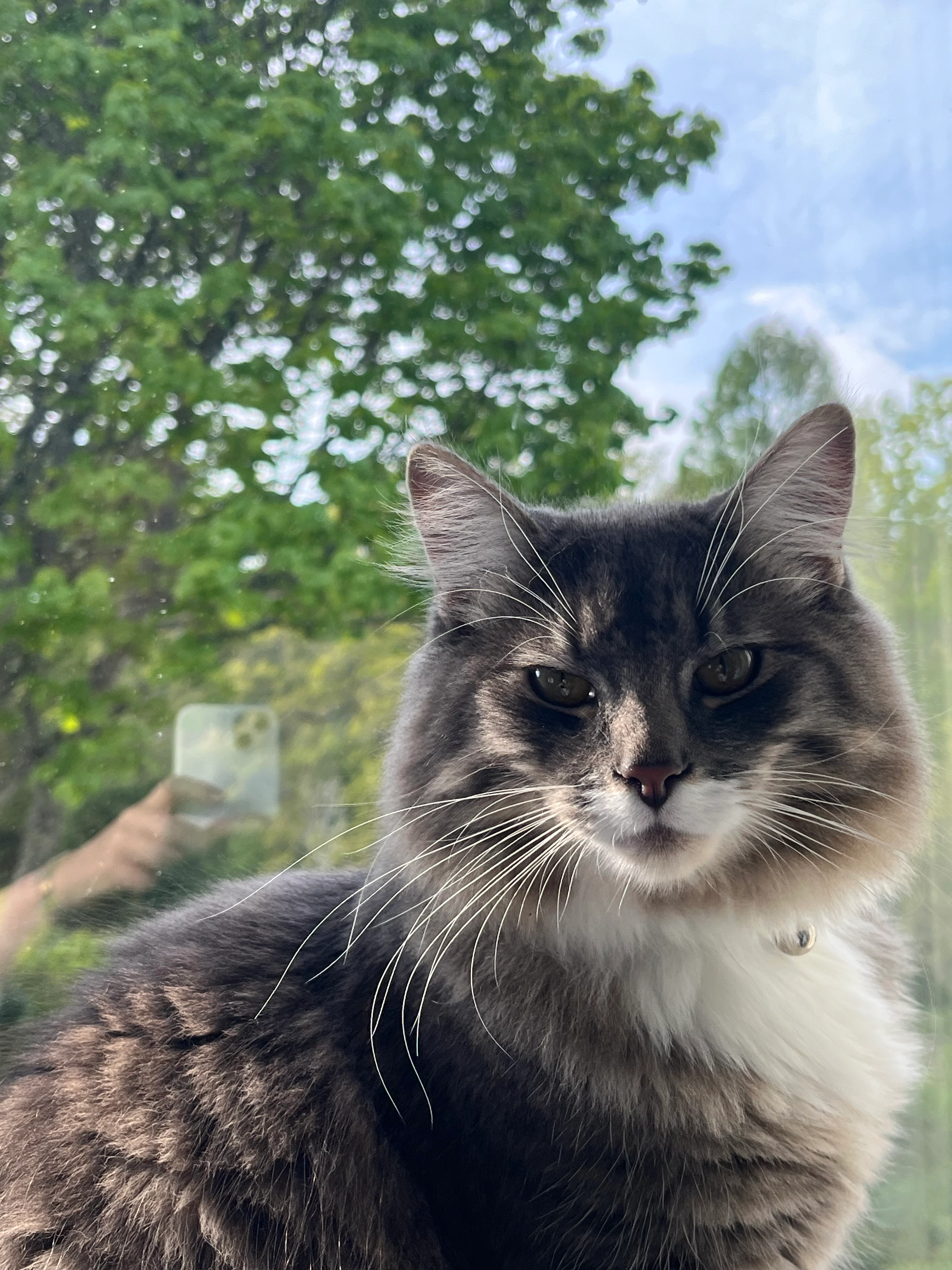 Ziggy - Lonnen Road, Wimborne