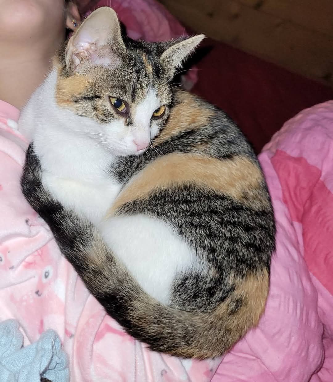 Lilly - Rodenzenreuth, Waldershof