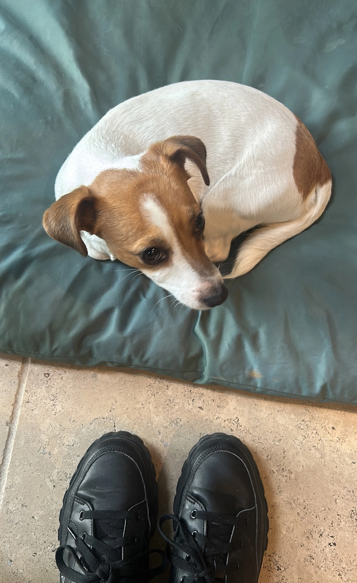 Tattie - AB12 5YQ, Aberdeen