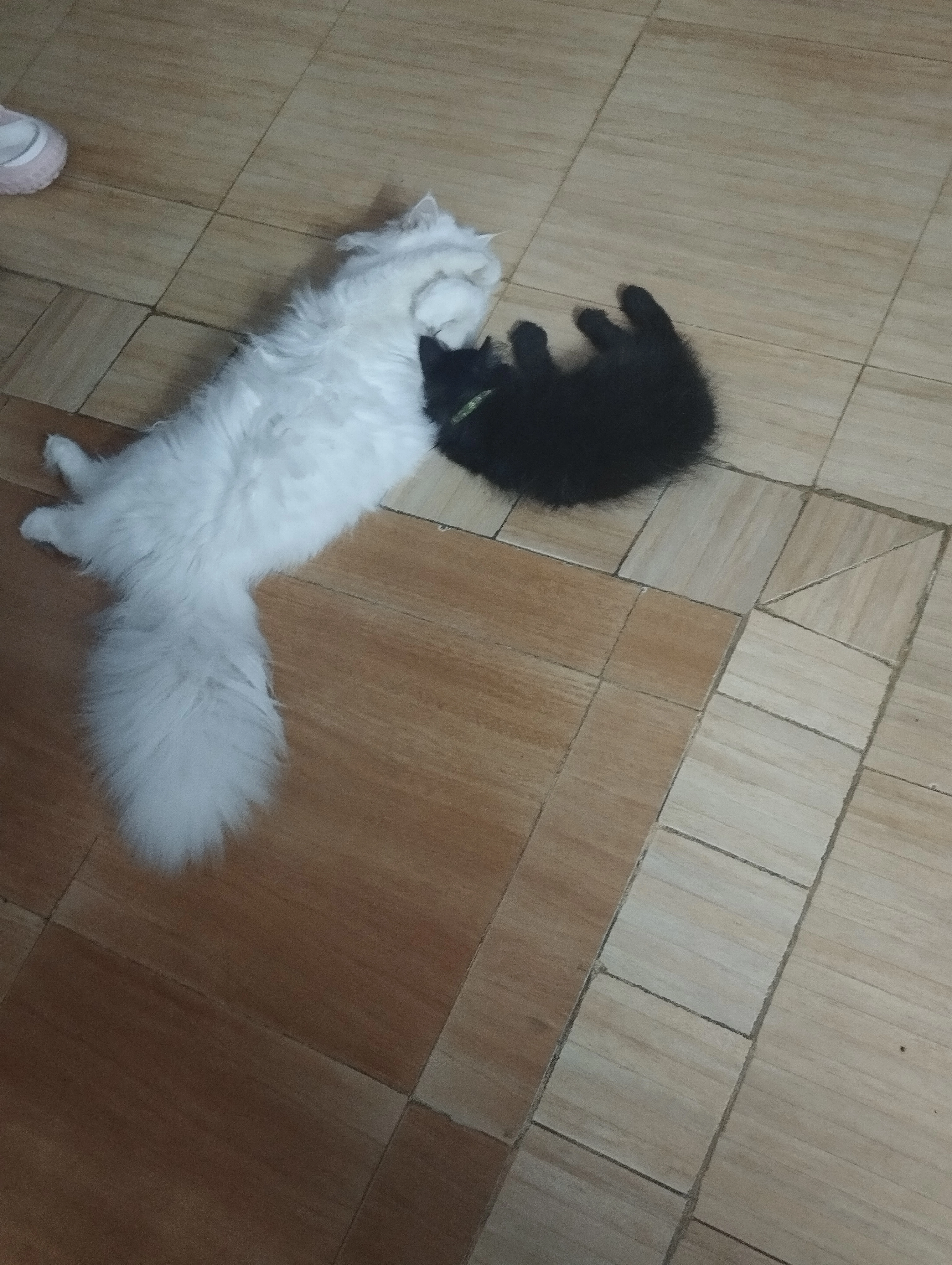 Milo - Dhanmondi Thana, Dhaka