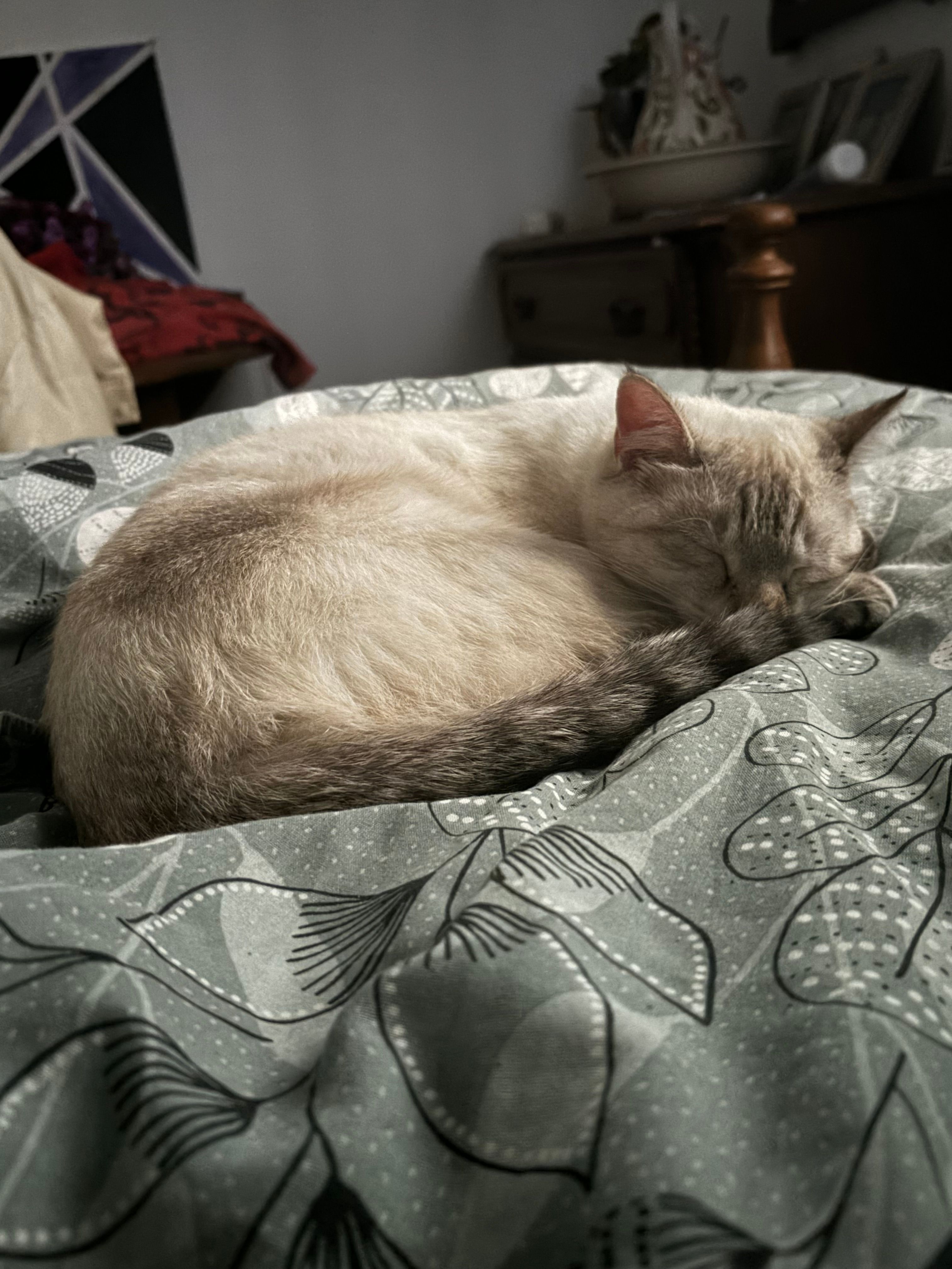 Kiki - Avenue De L'europe, Bellerive-sur-Allier