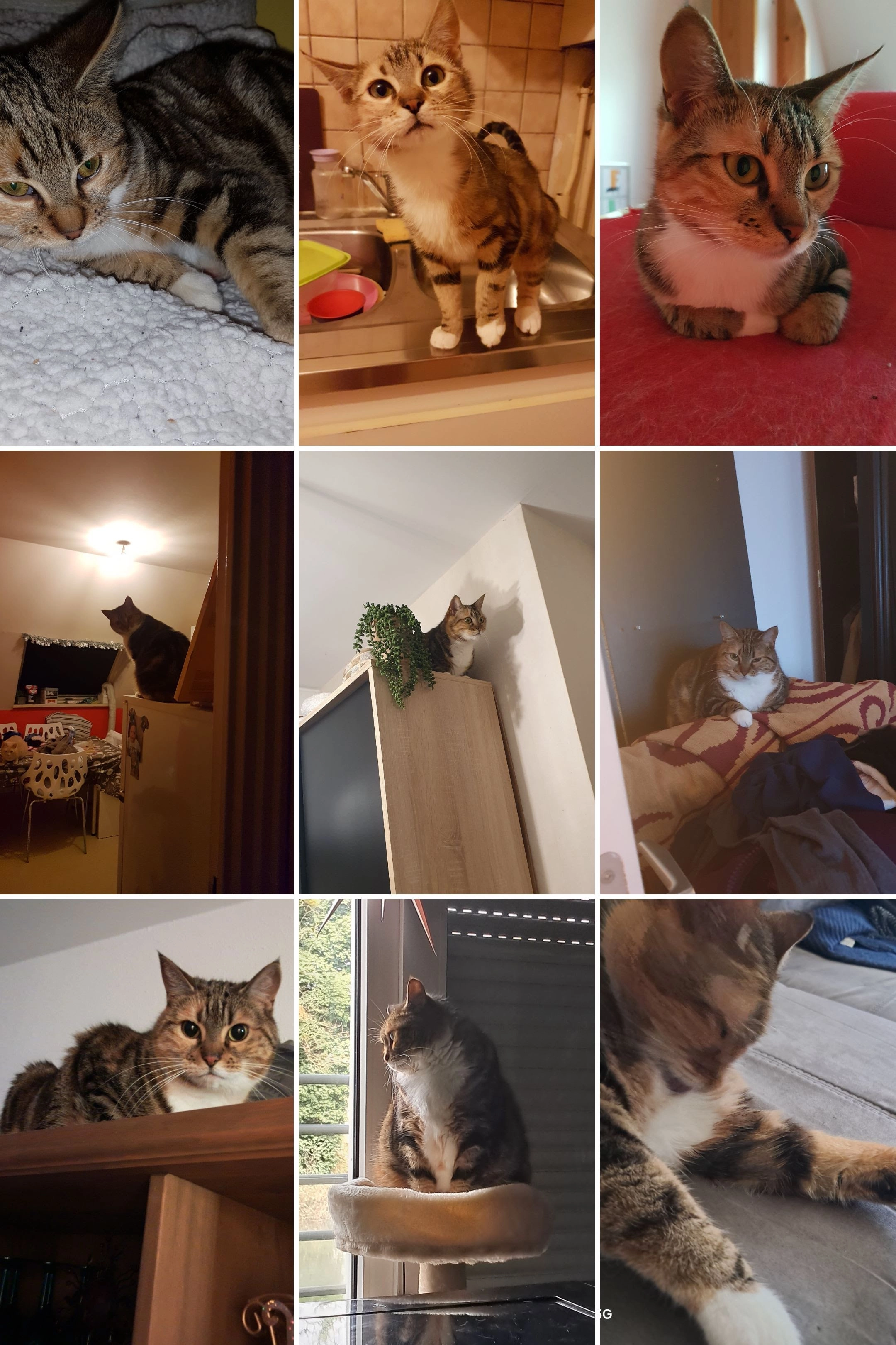 Pepa - Rue Vauban, Nancy