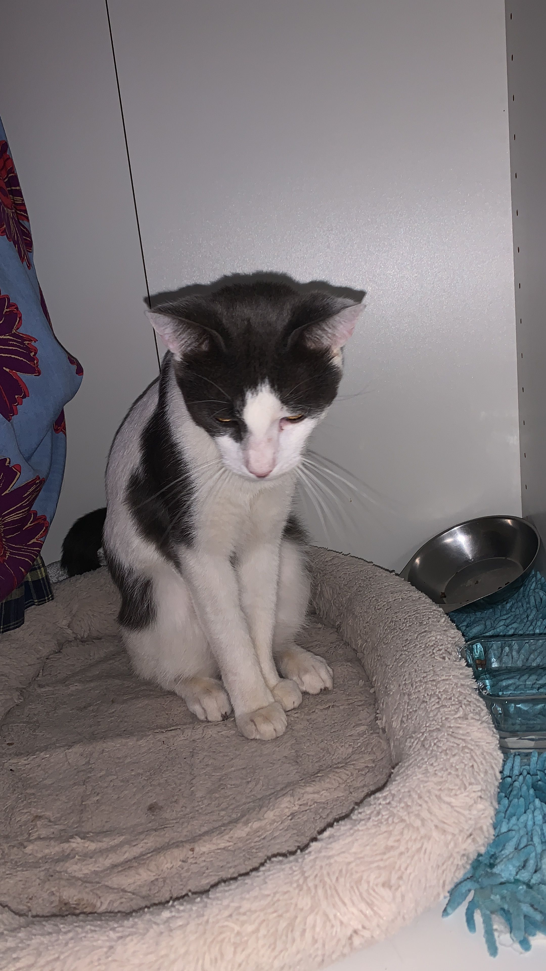 Maffin - Calle de Irlanda 23, Calafell