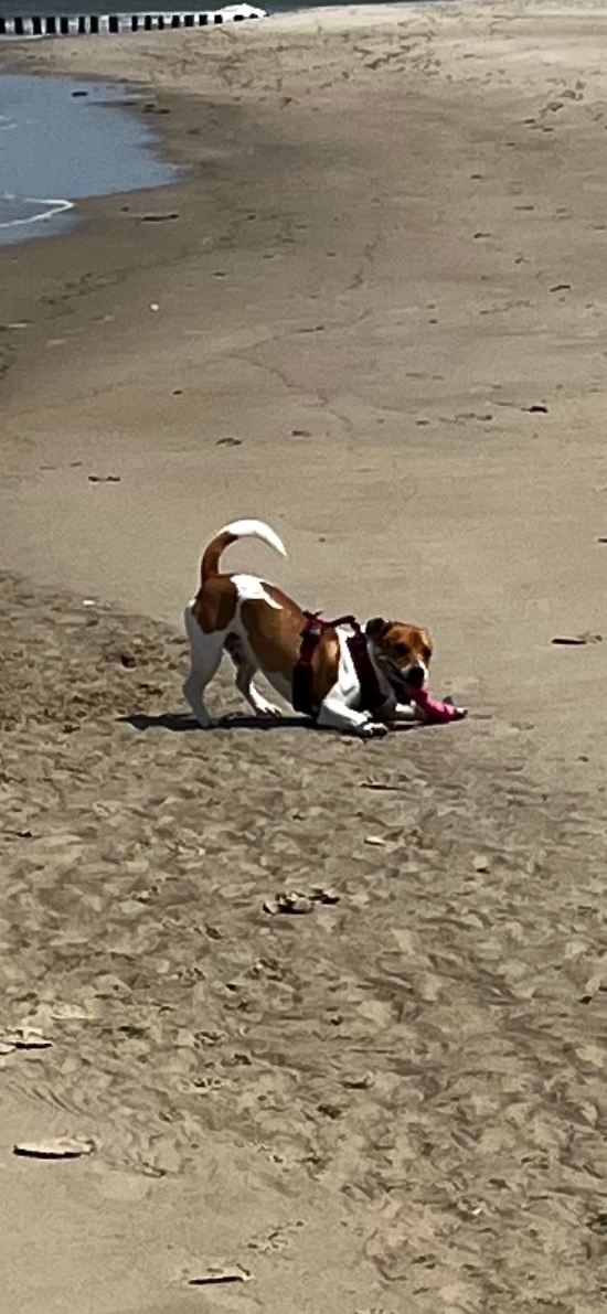 Eddie  - Waterdunen, Breskens