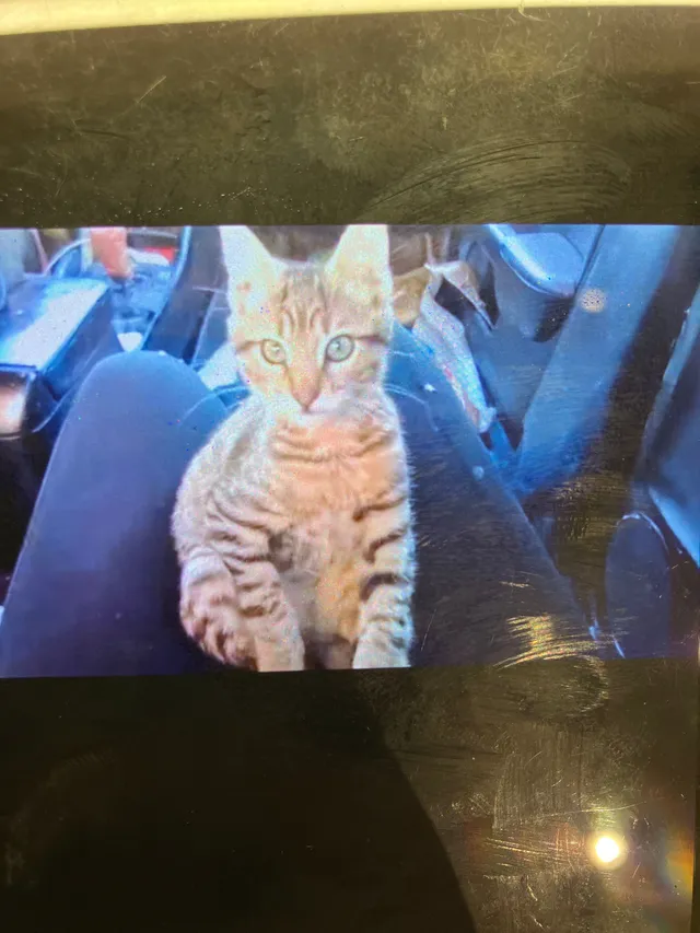 Tigger - 340 S 29th St, Richmond