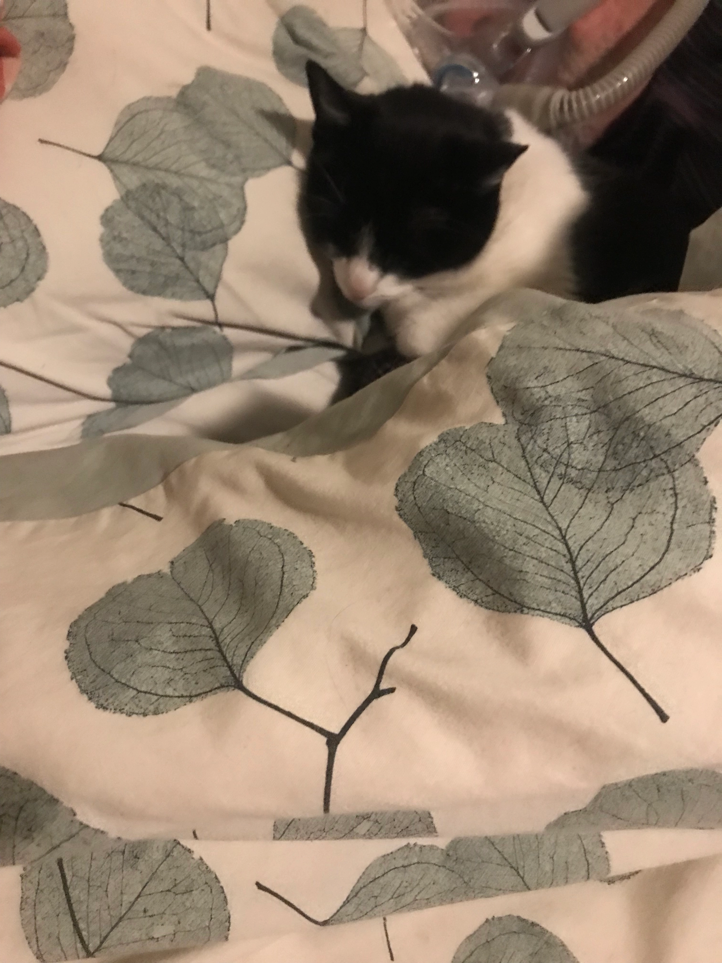 Indy  - Rue du Camping, Nogent-sur-Seine