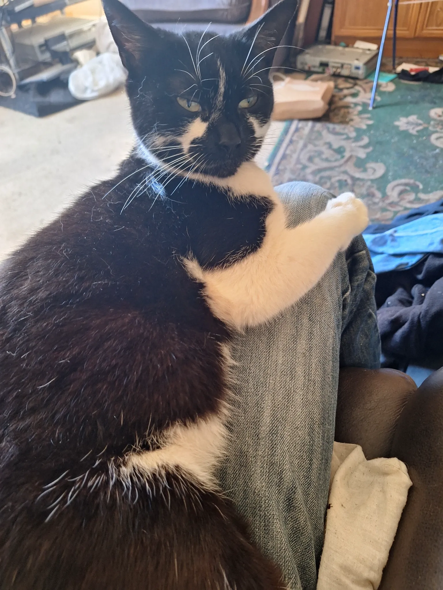 Mitzy - Andrew Macdonald Close, Market Harborough