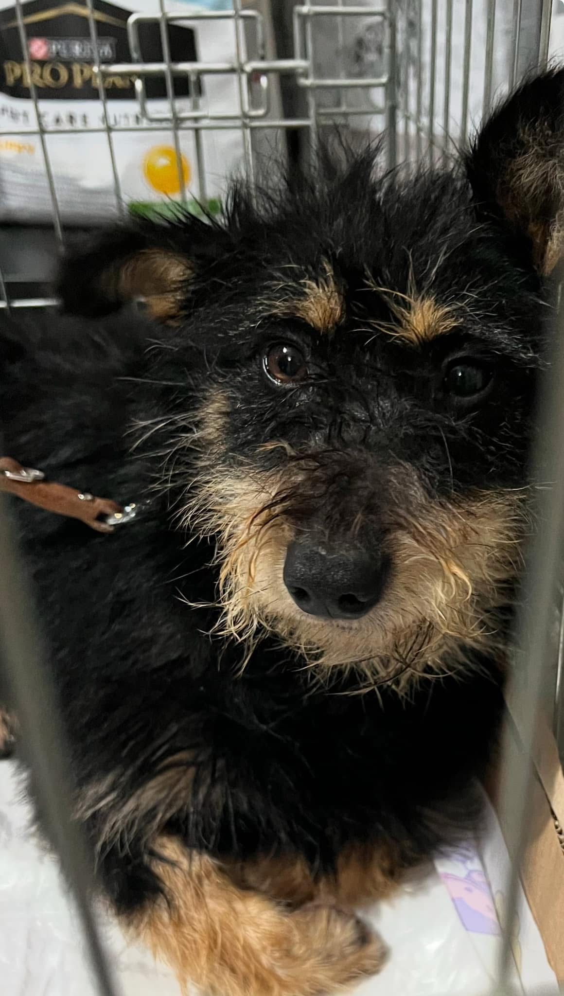 Ryan - Bulevardul Ștefan Cel Mare, Oradea