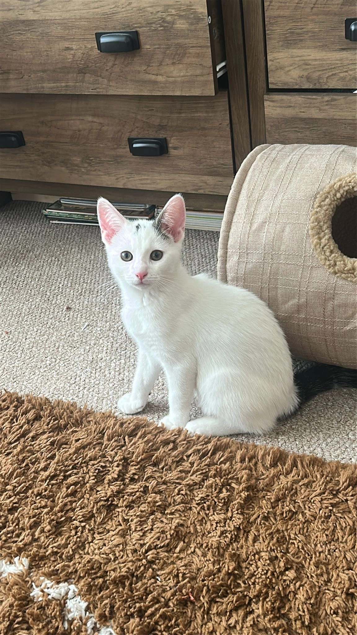 Merlin - 92 Manners Road, Southsea