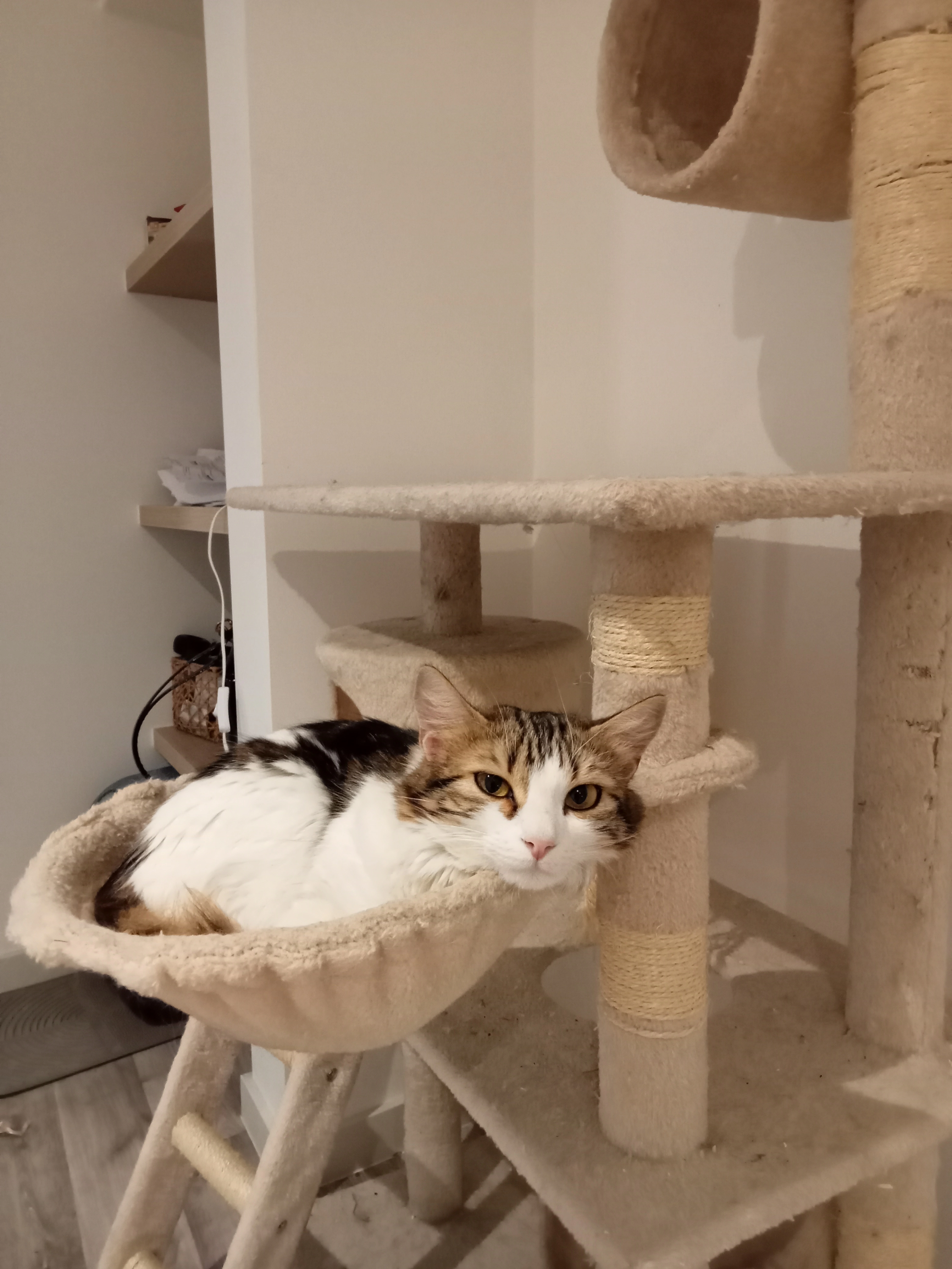 Pépette  - 28 Rue Benoît Malon, Roanne