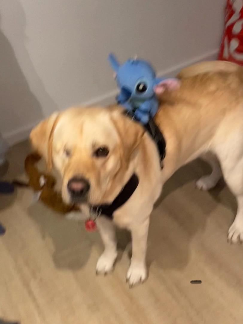 Usko - Rue D'arcisse, Nogent-le-Rotrou