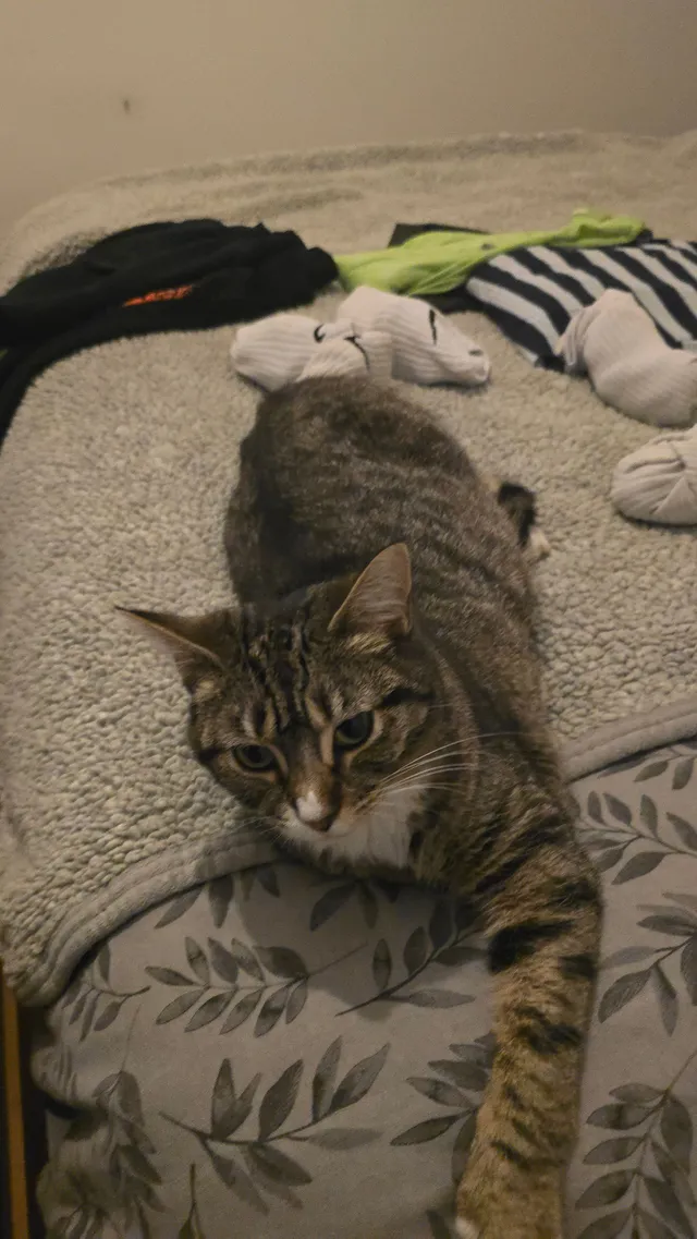 Mollie - Daneside Close, Congleton