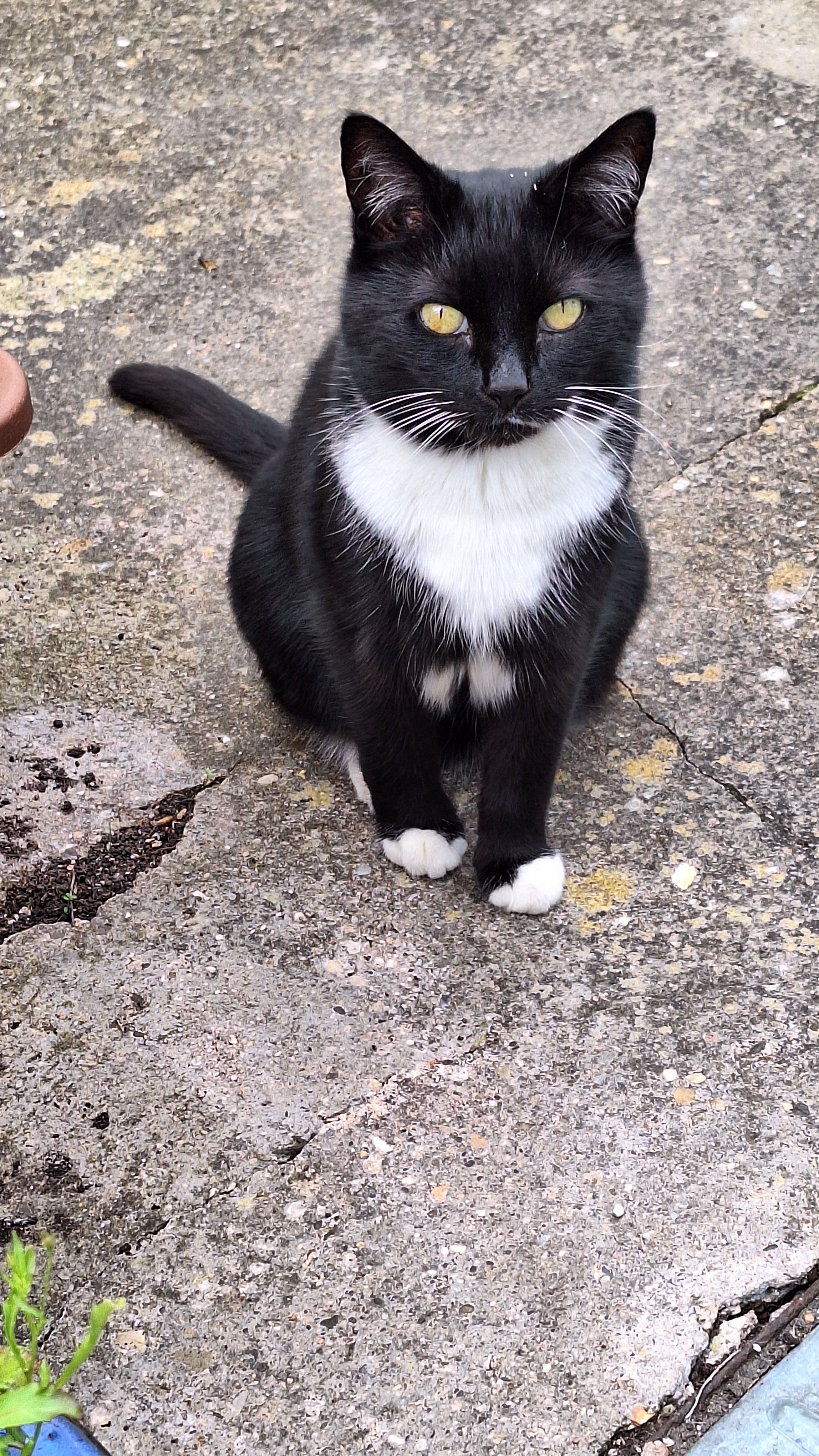 Crumble - Granville Terrace, Spalding