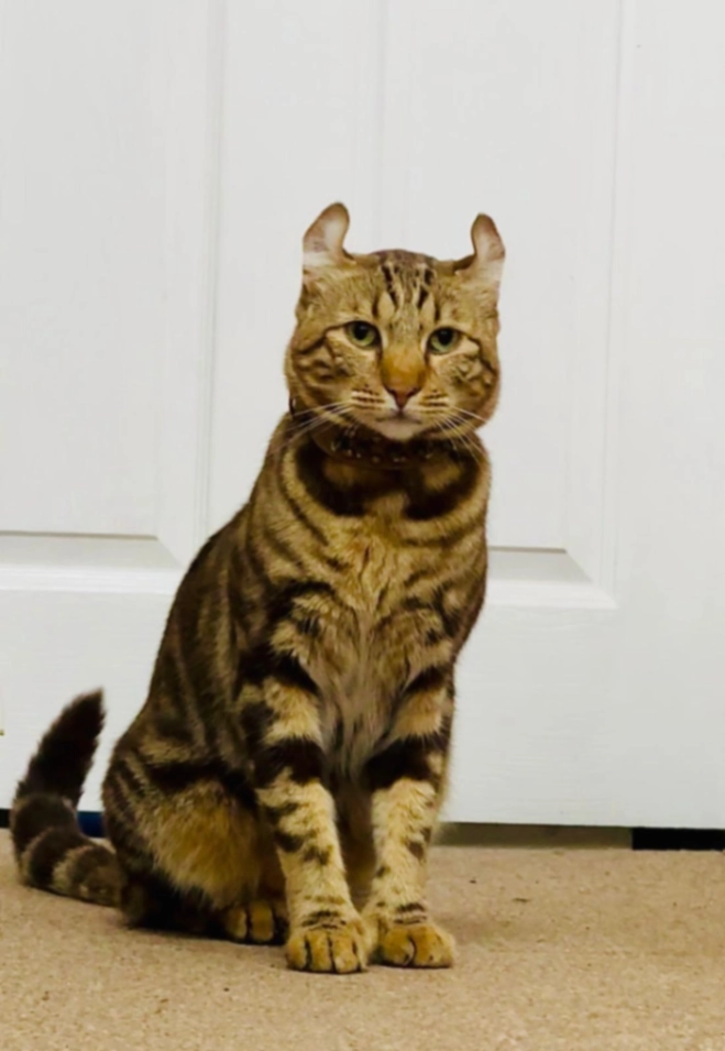 Jade - Ashley Barn, Dorchester