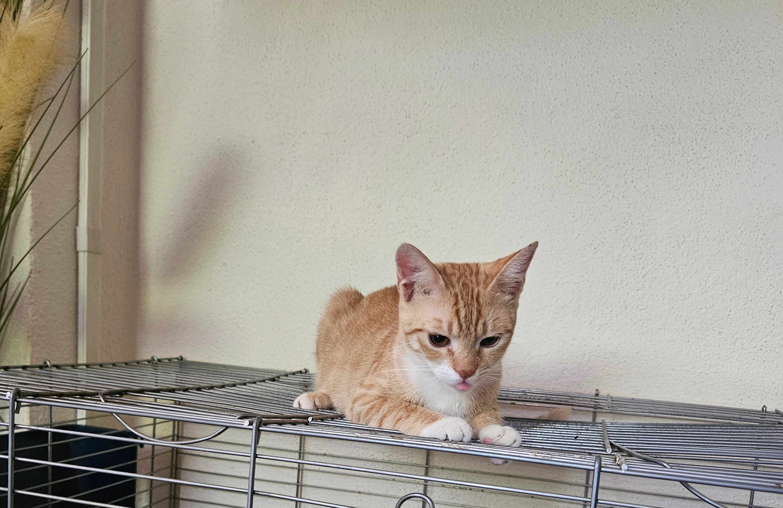 Sapka - Stollstraße, Rosenheim