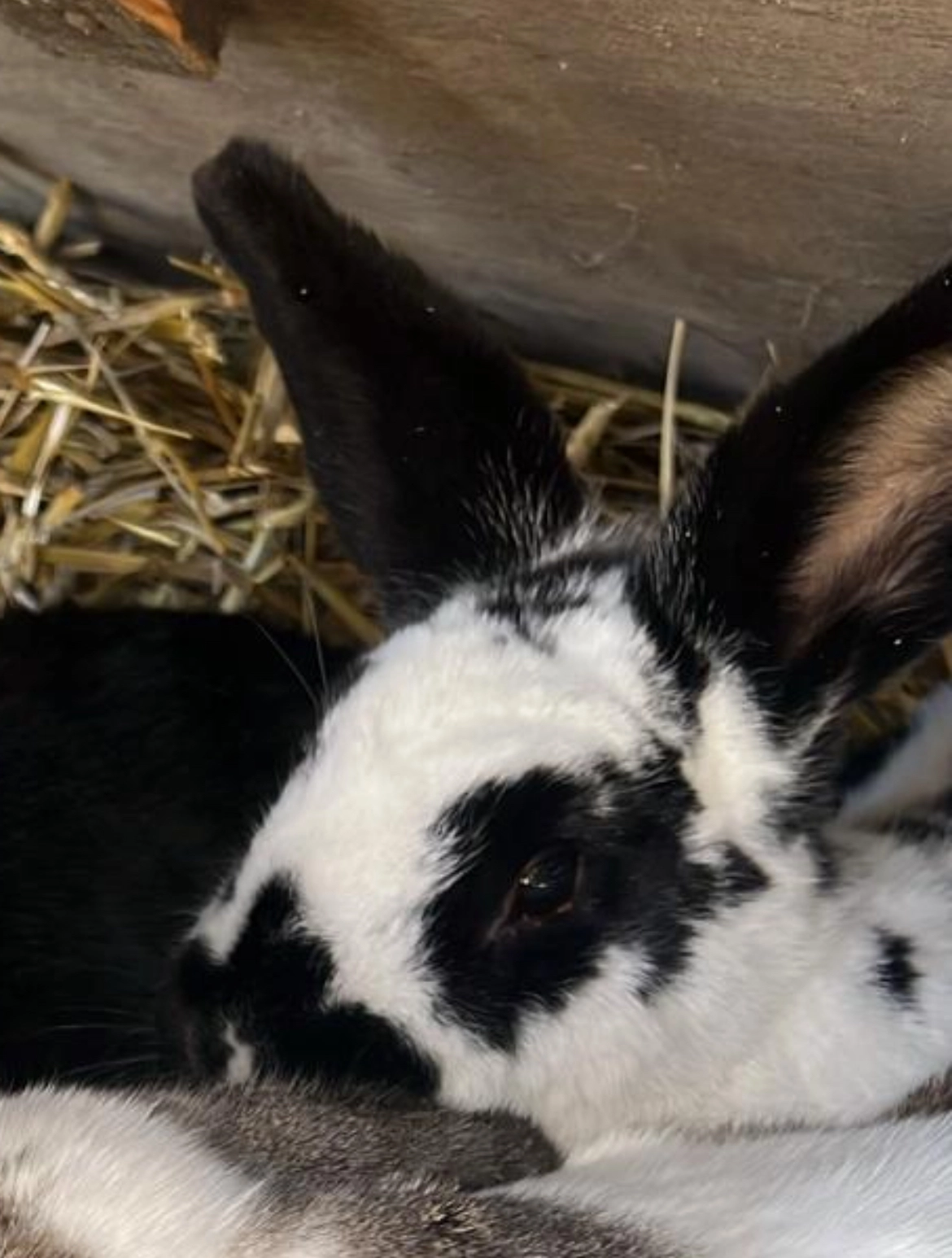 Alaska  - Brahmsweg, Stadtallendorf