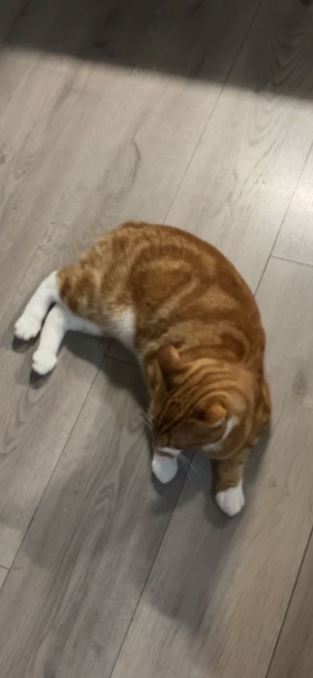 Gingie - Holywell Villas, Swords