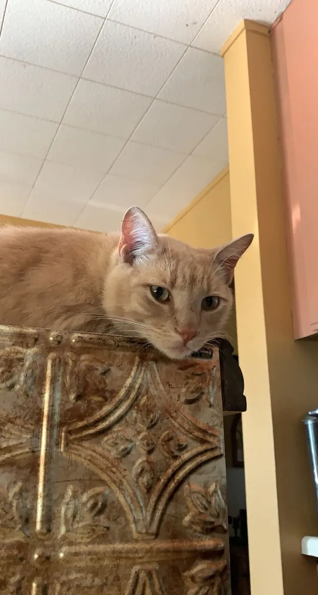 FAT CAT - Oak Hill Dr, Escondido