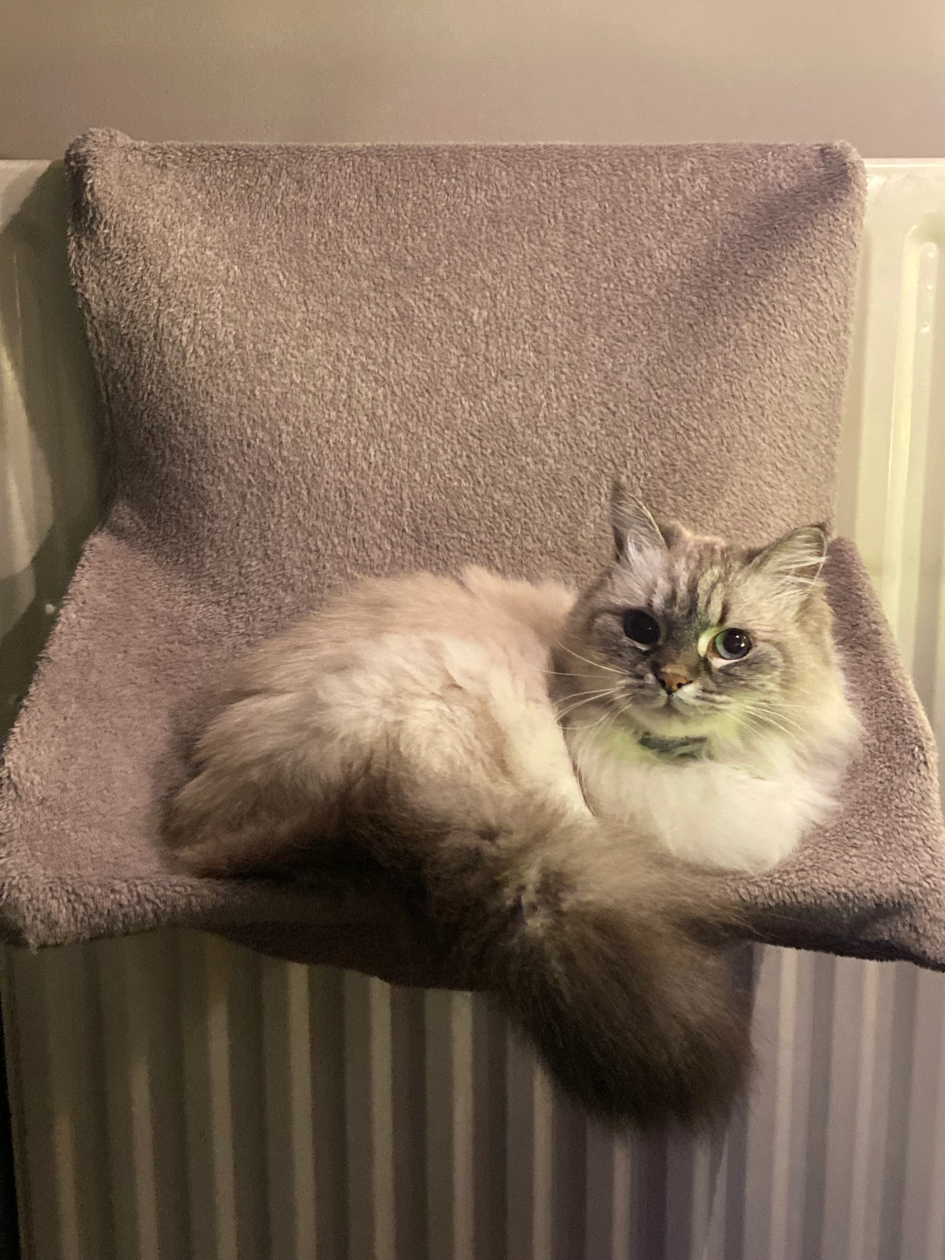 Isis - Rue Auricoste de Lazarque, Metz