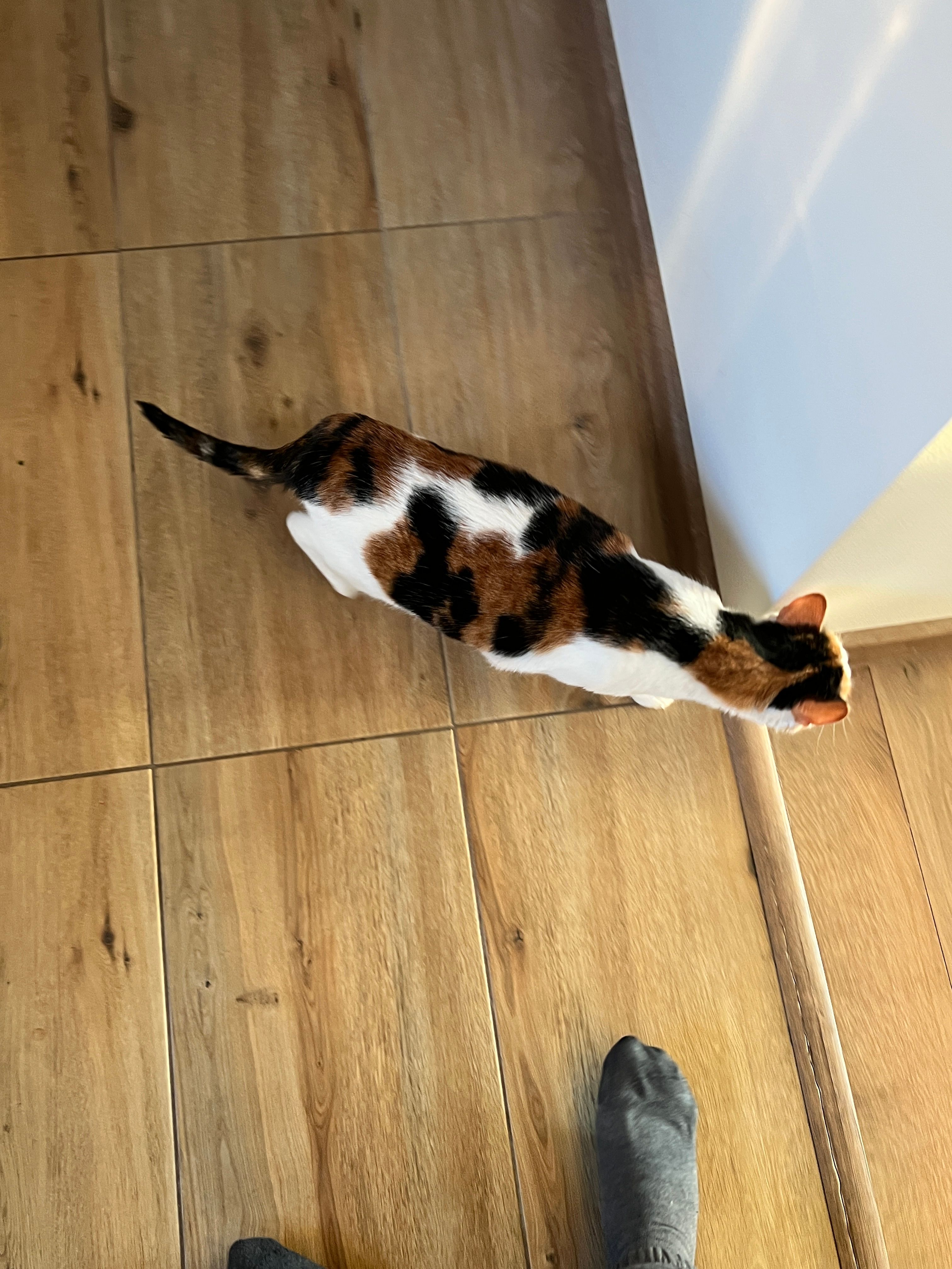 Goja  - Vyšnių gatvė 6, Panevėžio seniūnija