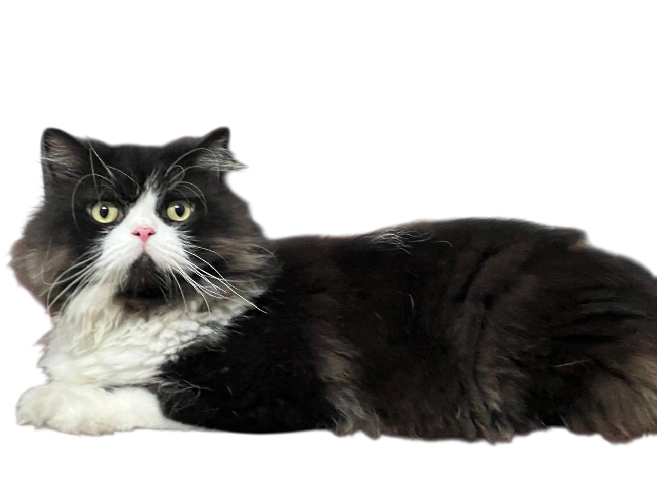 Oreo - Mcnichols Road, Chennai