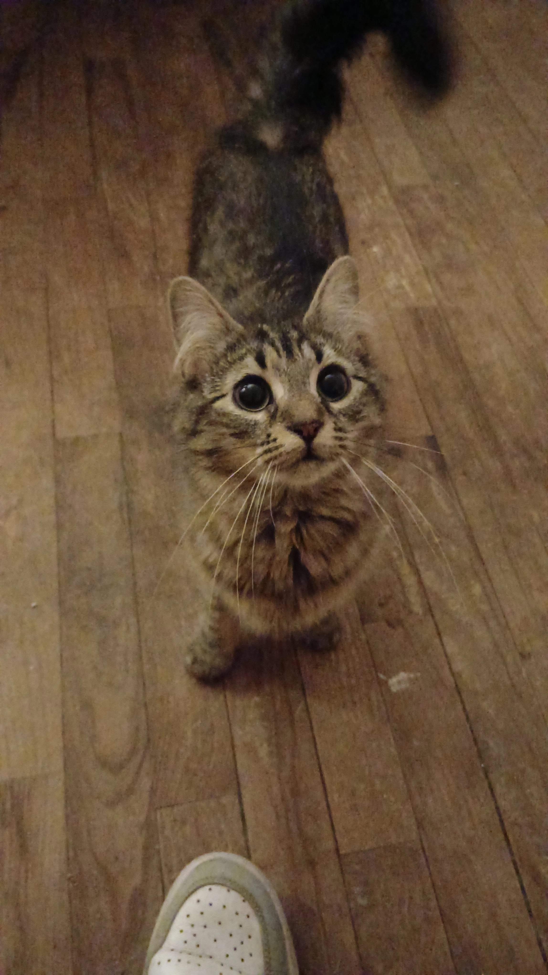 Nalla  - Rue Belle Croix, Saint-Lô