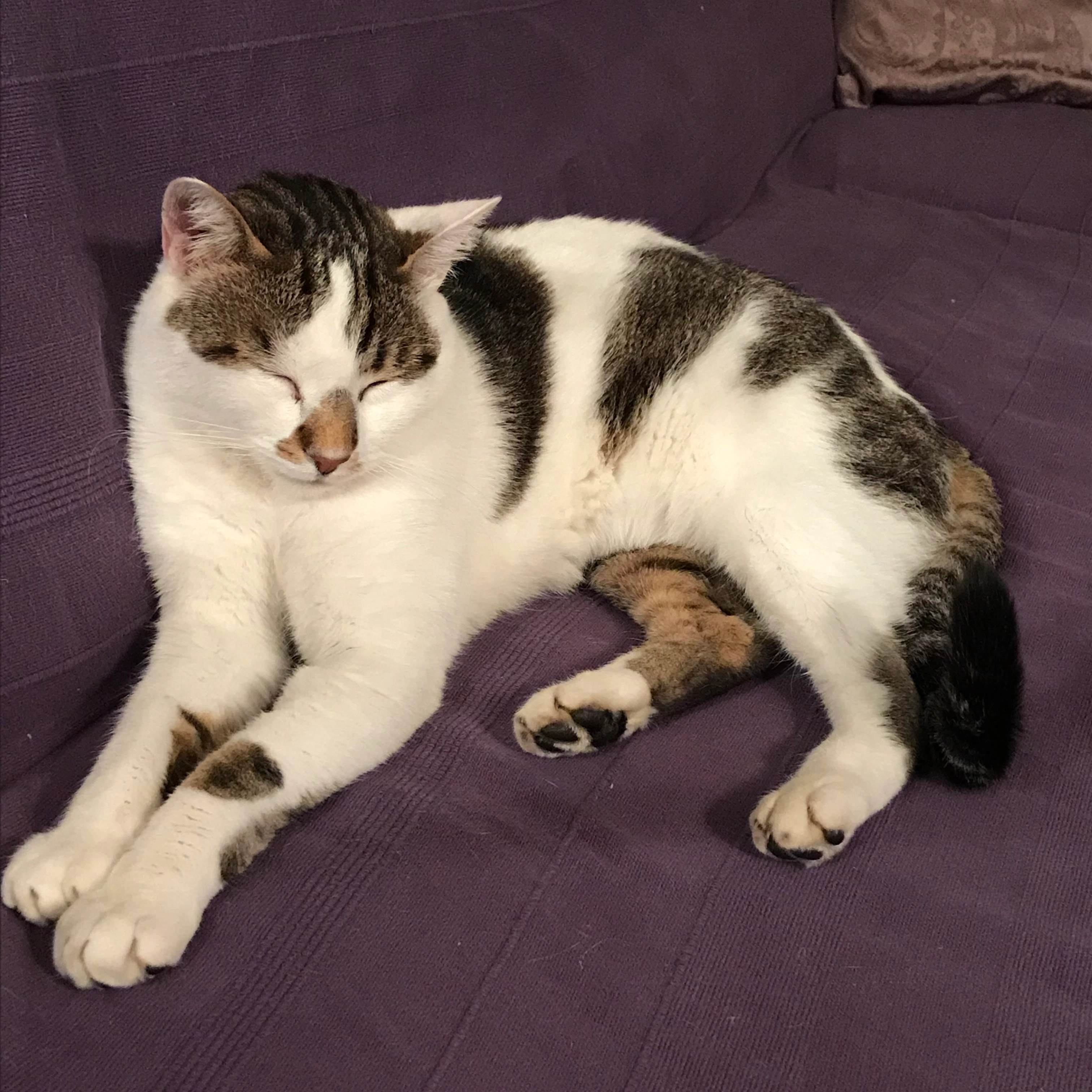 Luisi - Finkengasse, Eggendorf