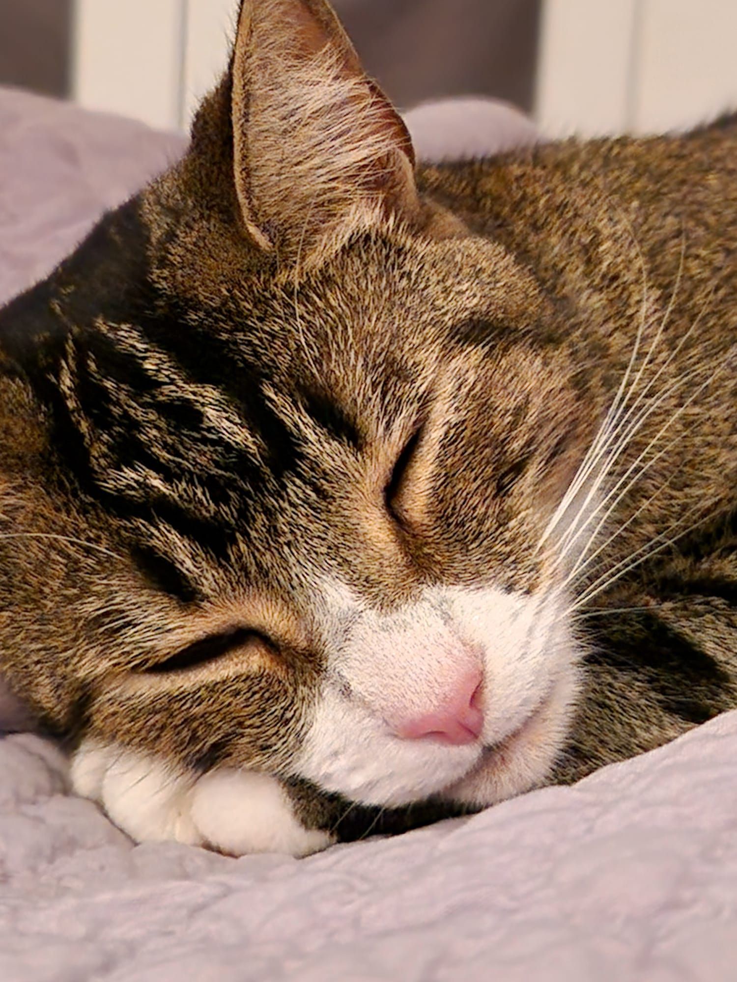 Gizmo - Plantation Way, Bury Saint Edmunds