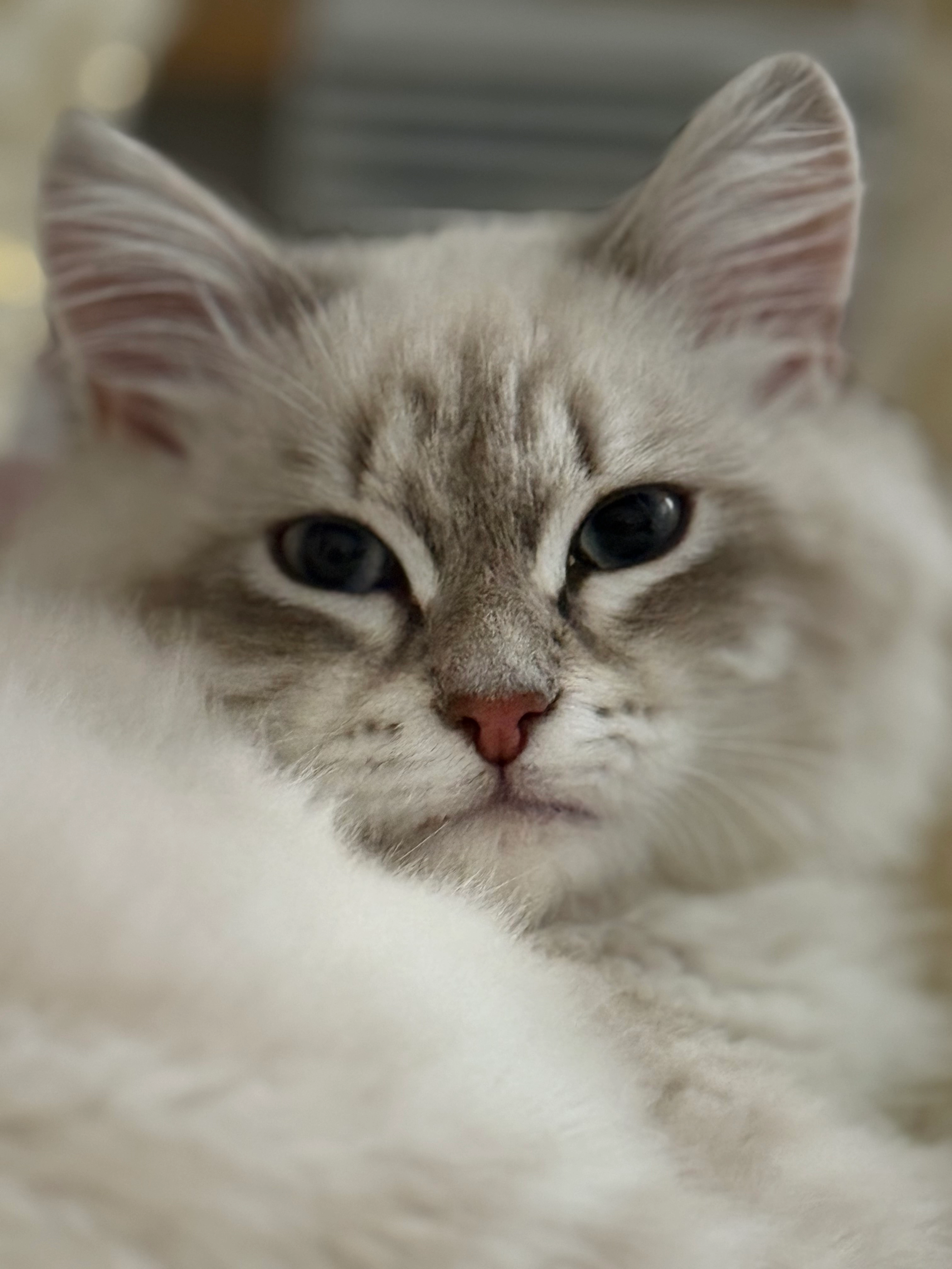 Neco - Rue Des Genêts, Solliès-Toucas