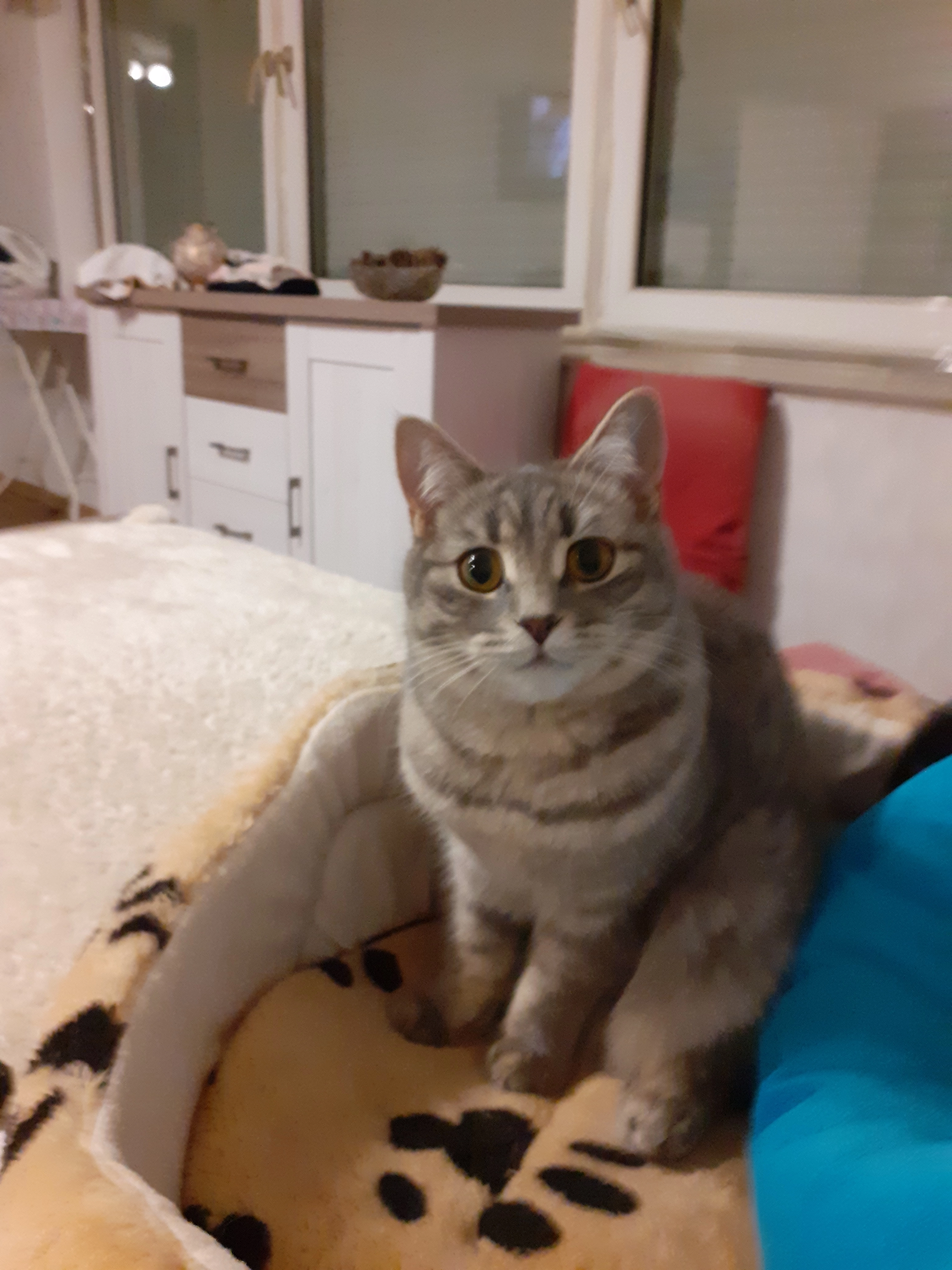 Pljuschi - Heideweg, Landesbergen