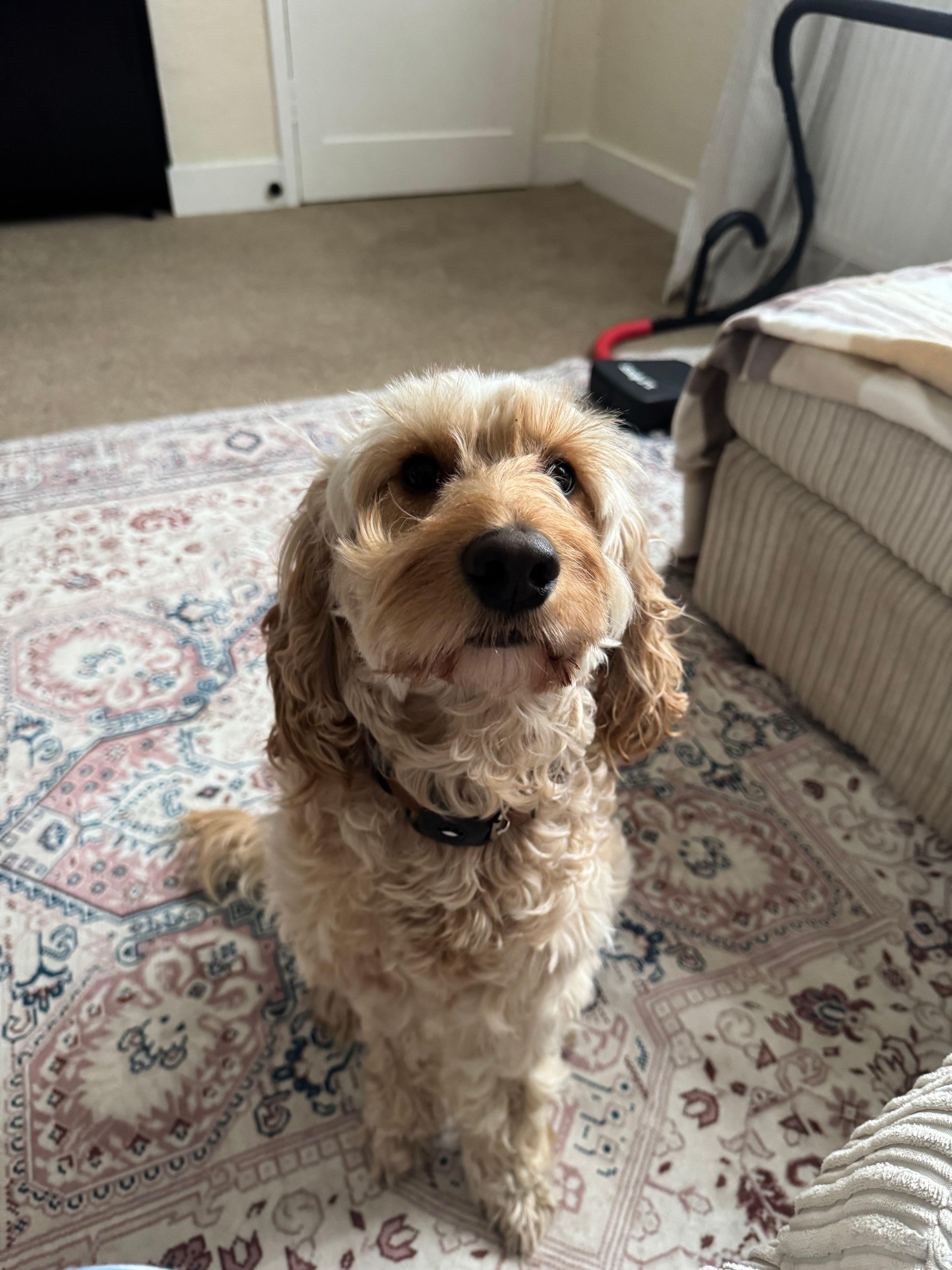 Lucky - Kilnwood, High Wycombe