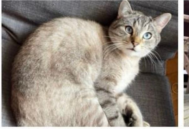 Caruso - Wahlebachweg, Kassel