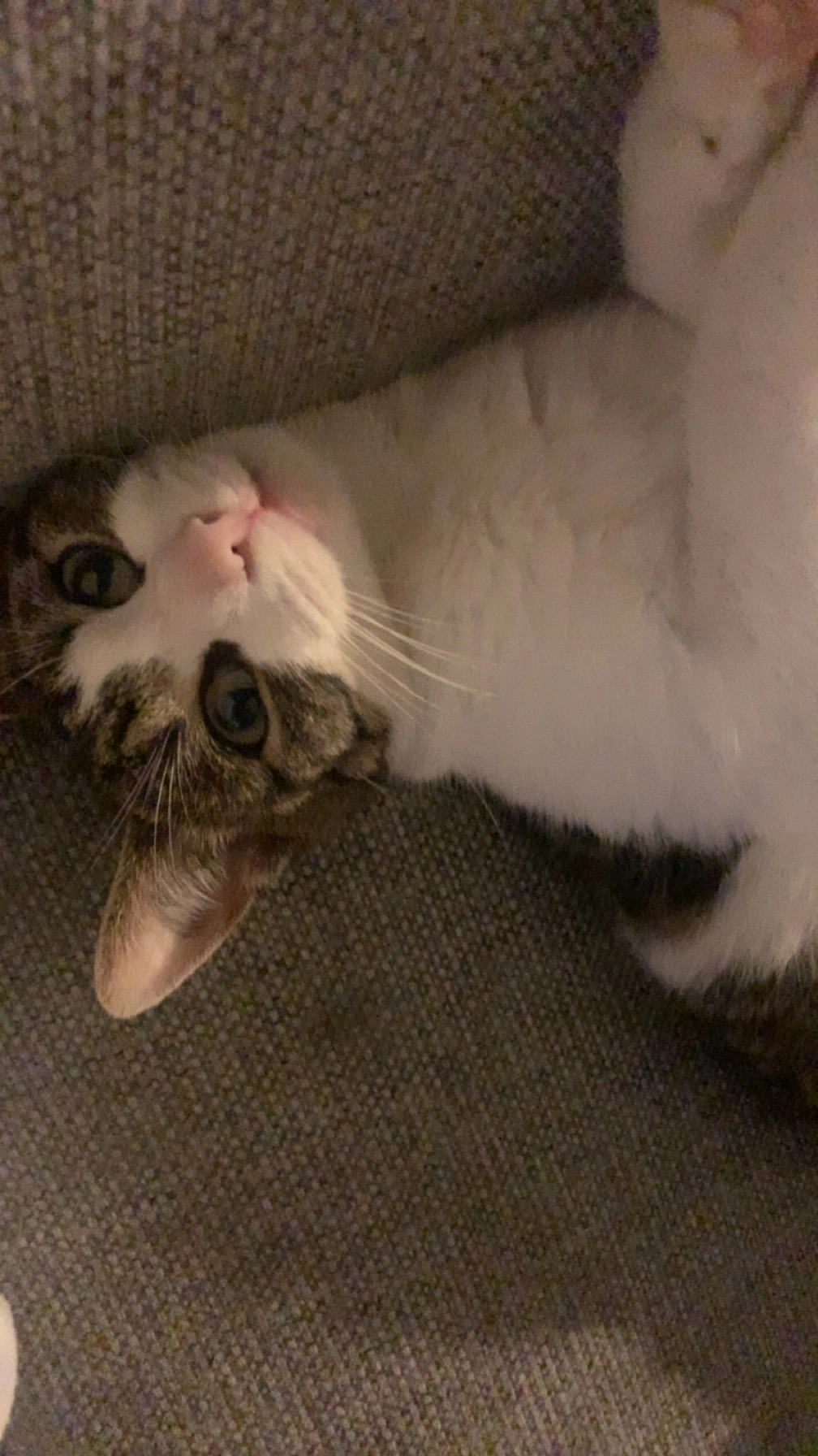 Milou - Oostakker, Bant