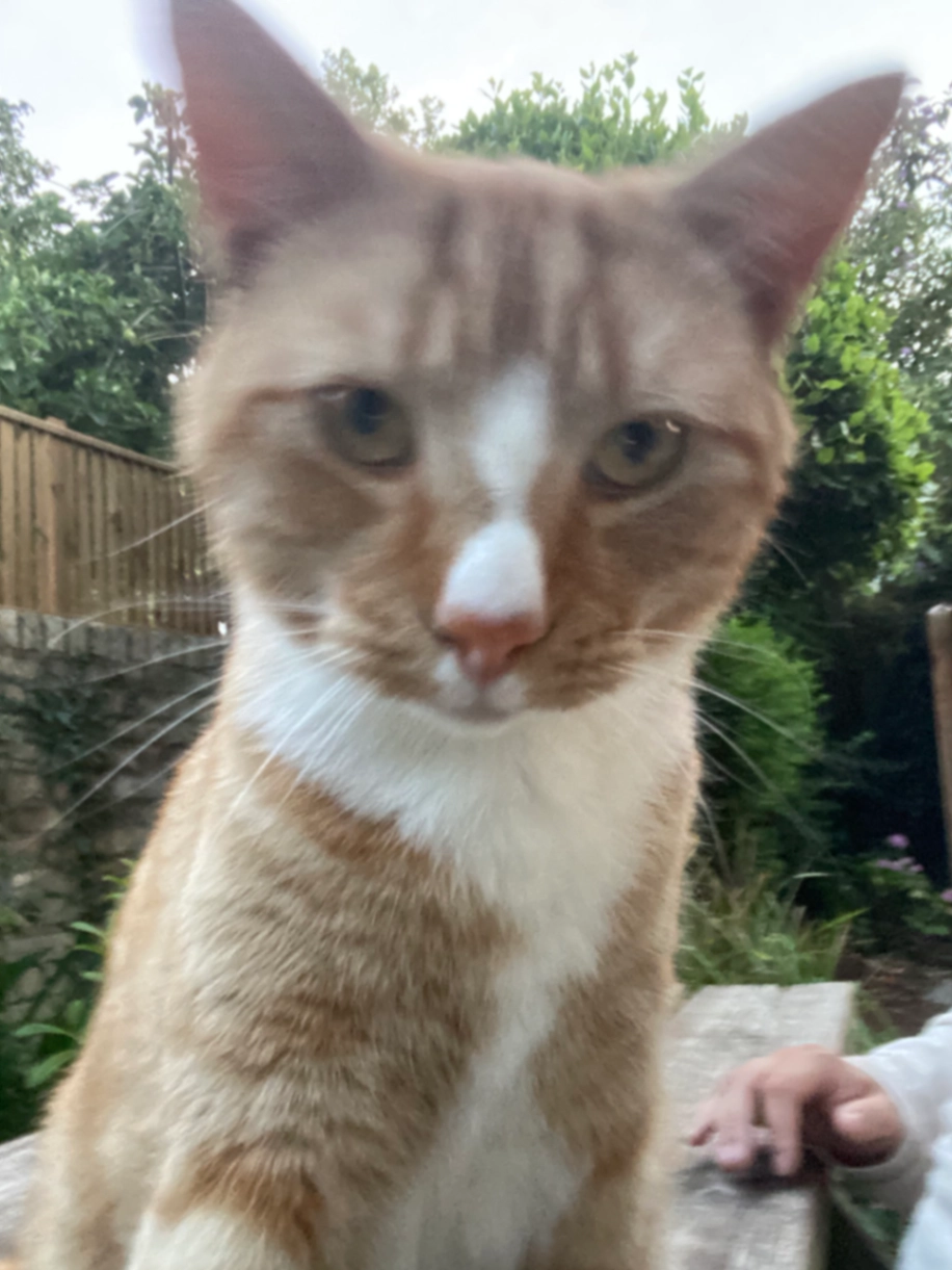 Roy - Powderham Road, Newton Abbot