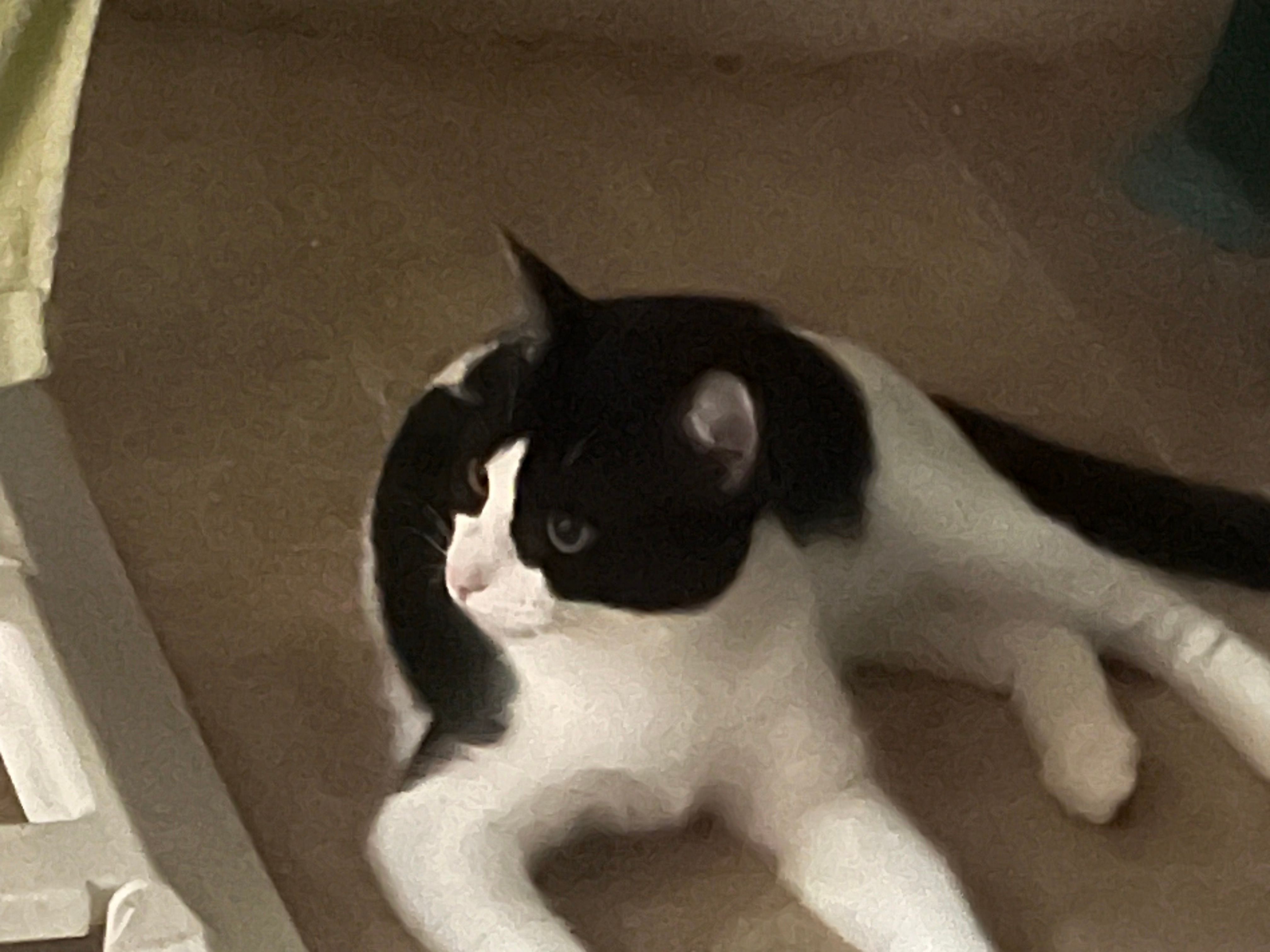 Gato  - Calle Puente, Benidorm