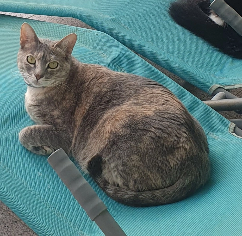 Lola - Calle de Louis Braille, Salou