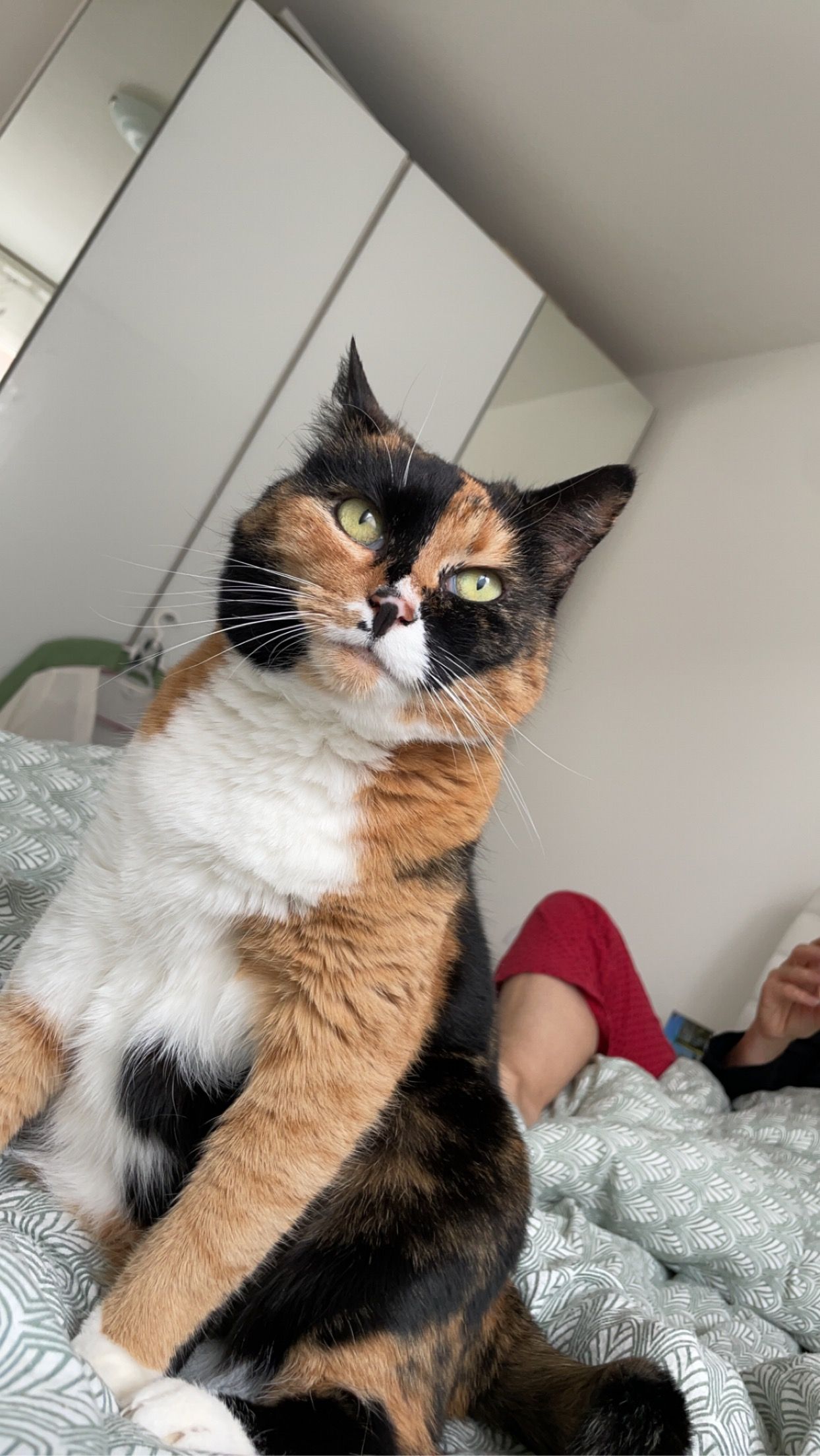 Glucky - Axenfels, Morschach