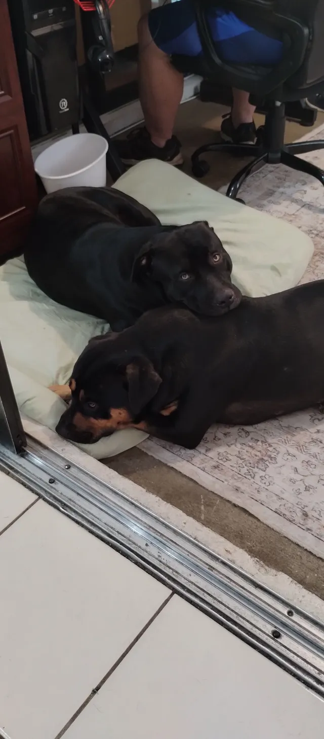 Are 2 dog's, Paco and Max  - 8405 Cranes Roost Dr, New Port Richey